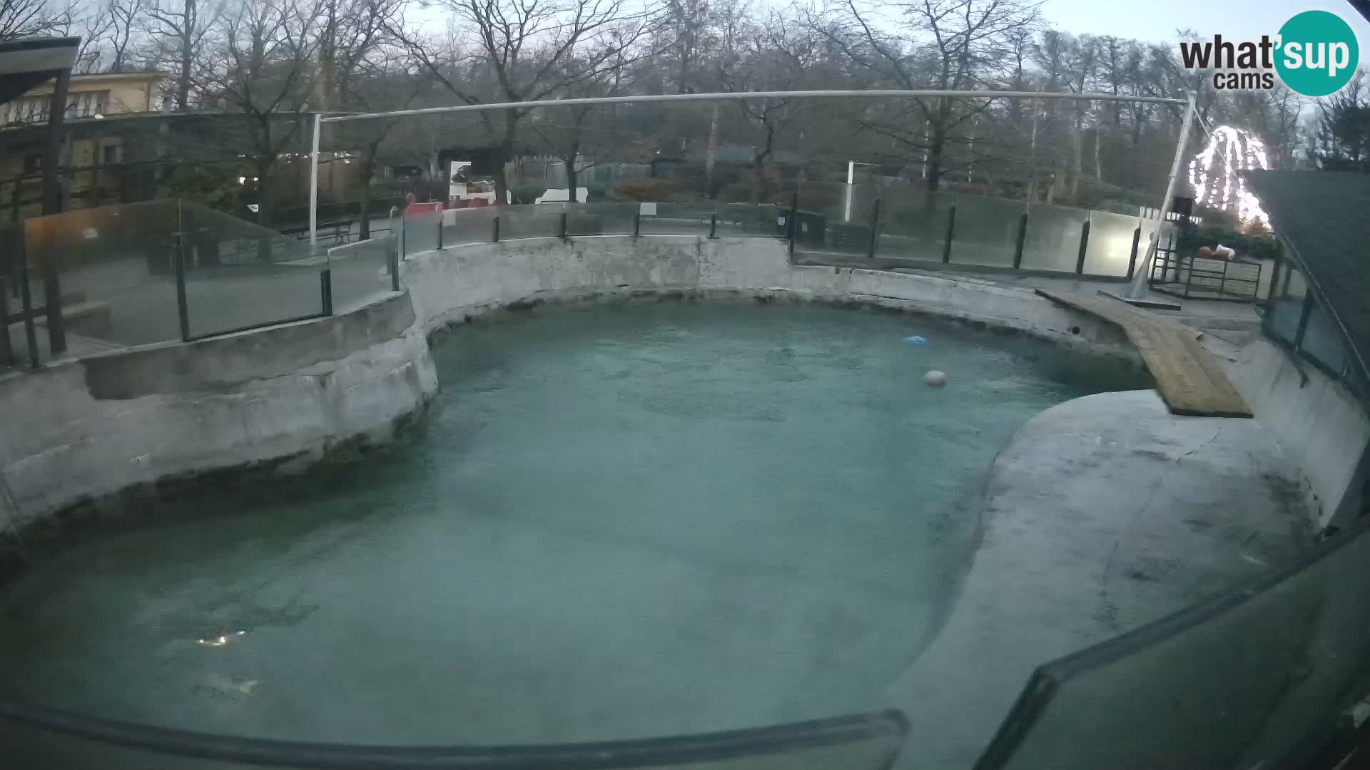 Zoo Zagreb –  León marino de California