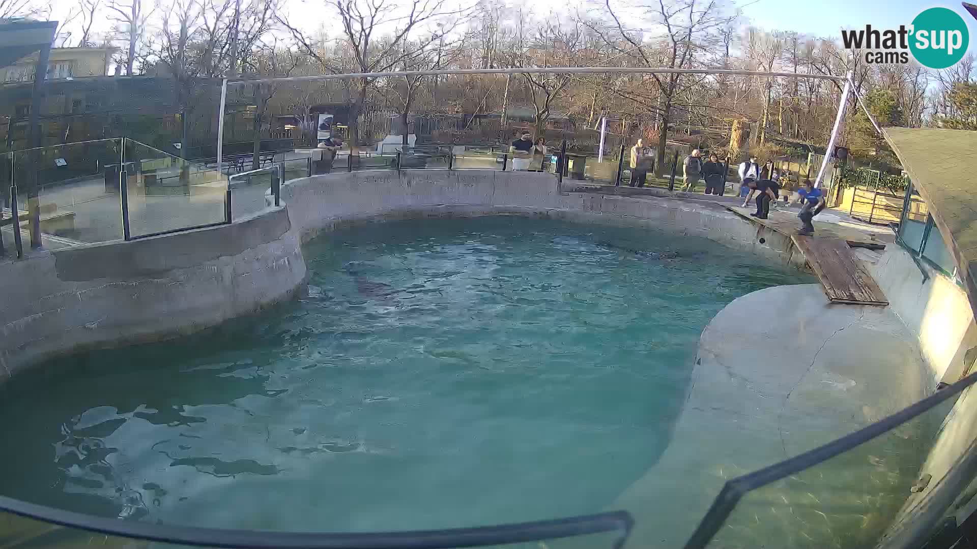 Zoo Zagreb – Kalifornijski morski lav