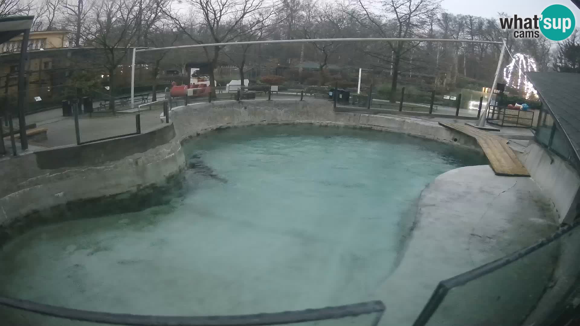 Zoo Zagreb – Kalifornijski morski lav