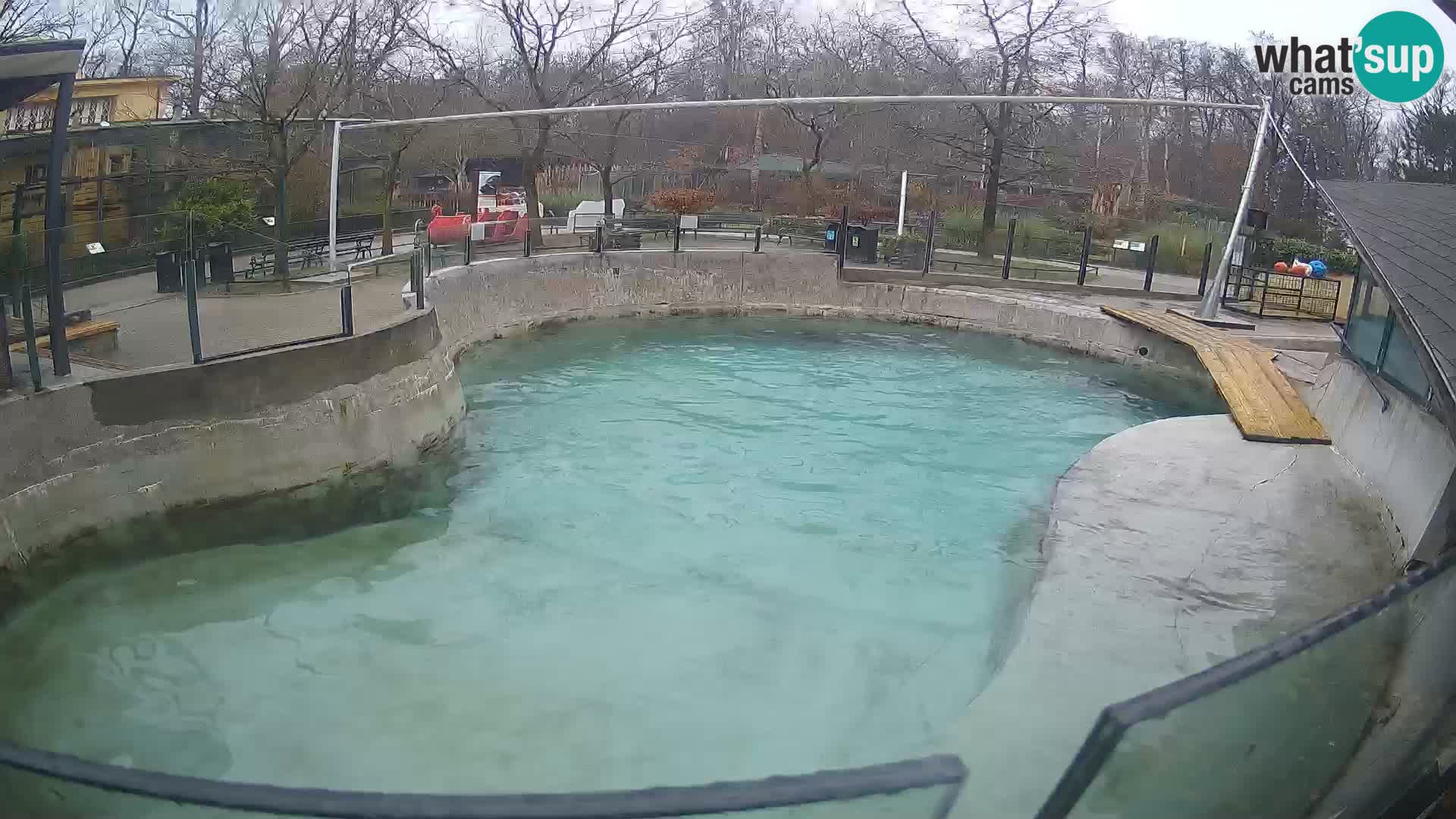 Zoo Zagreb – Otarie de Californie