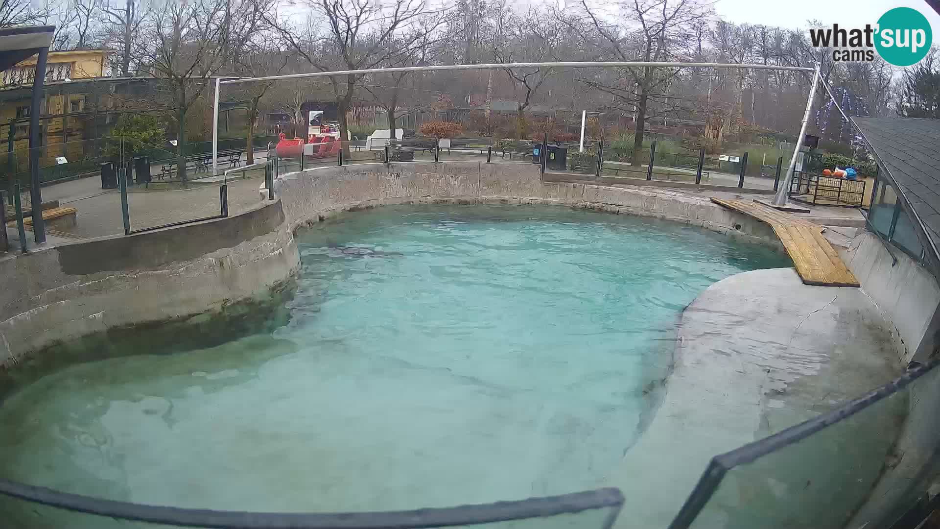 Zoo Zagreb – Otarie de Californie