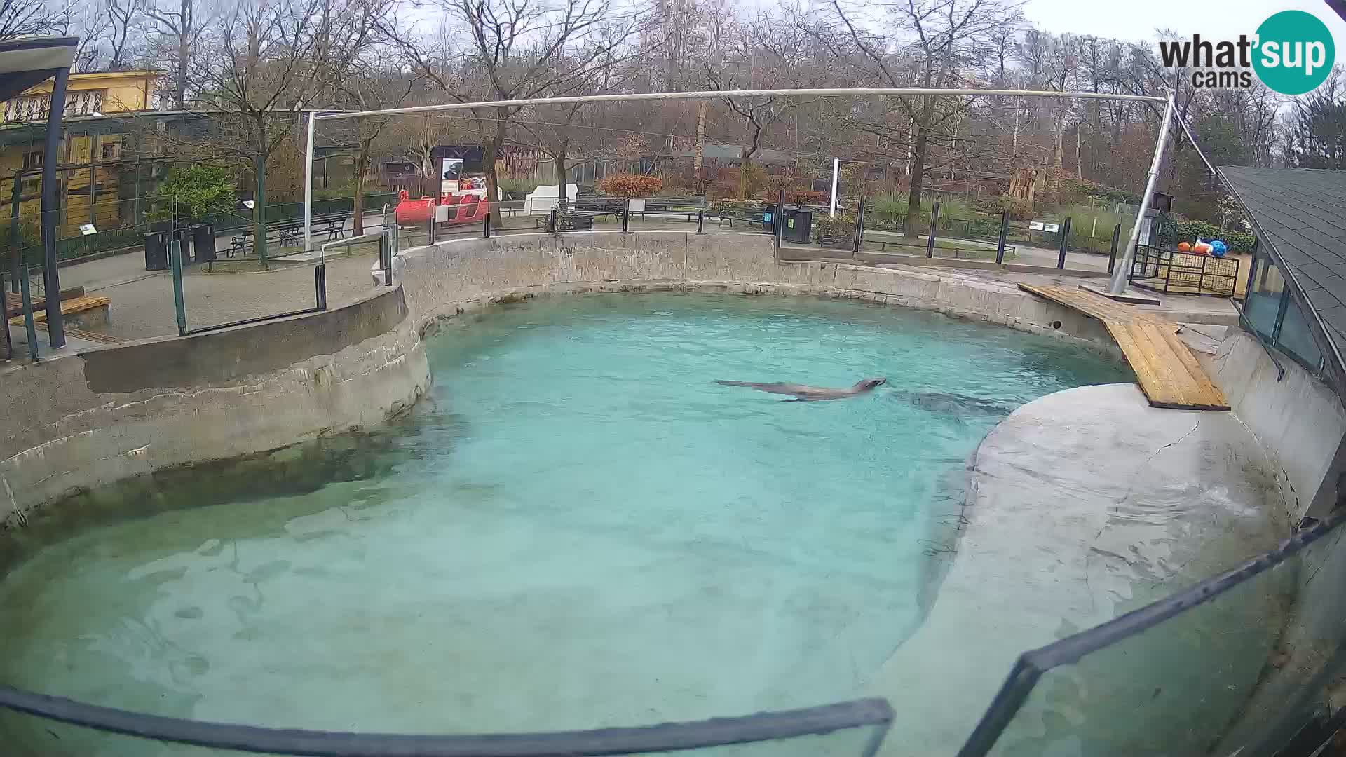 Zoo Zagreb – Otarie de Californie