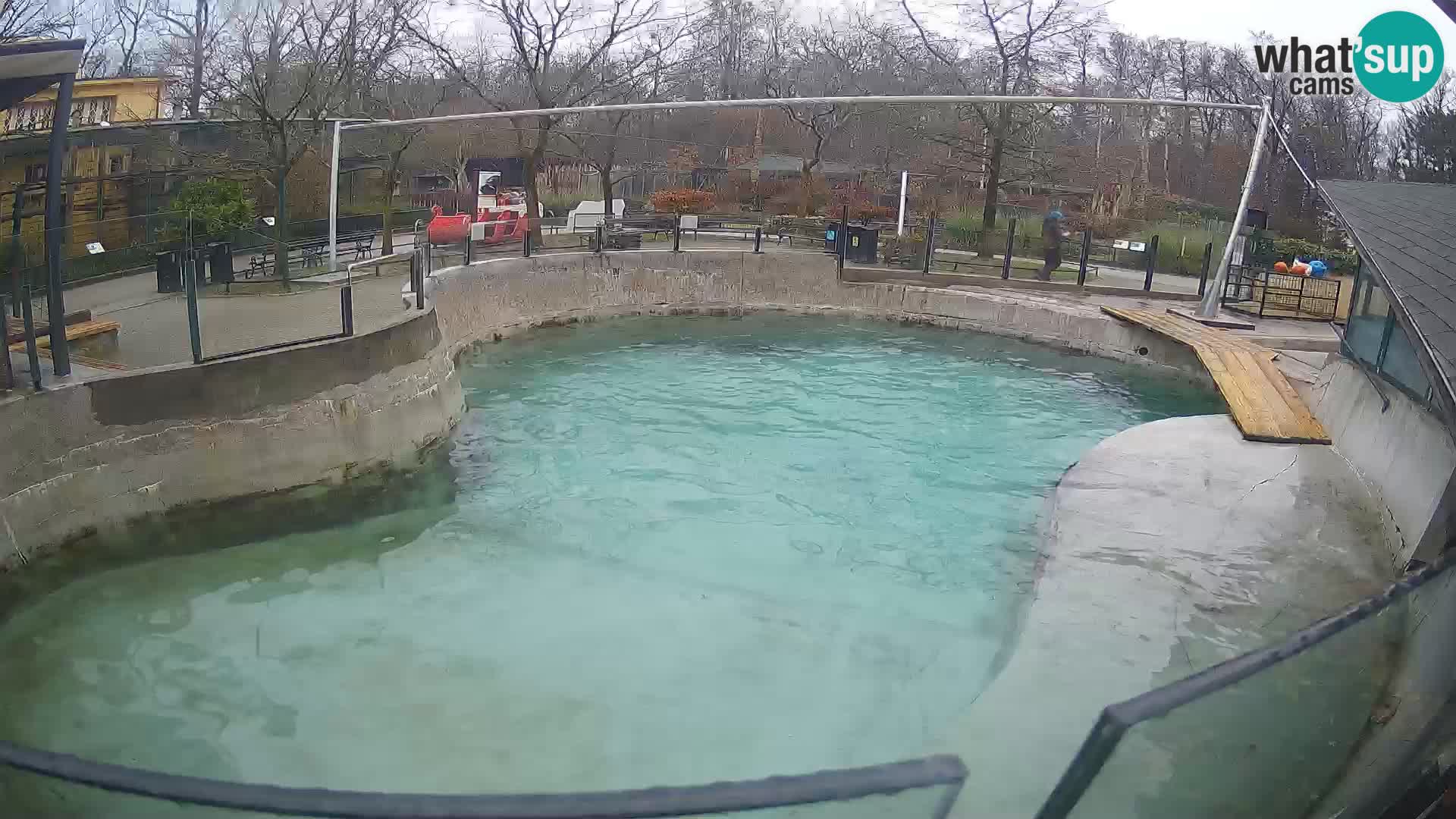 Zoo Zagreb –  León marino de California