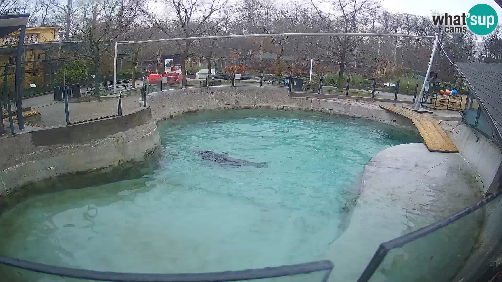 Zoo Zagreb – Otarie de Californie