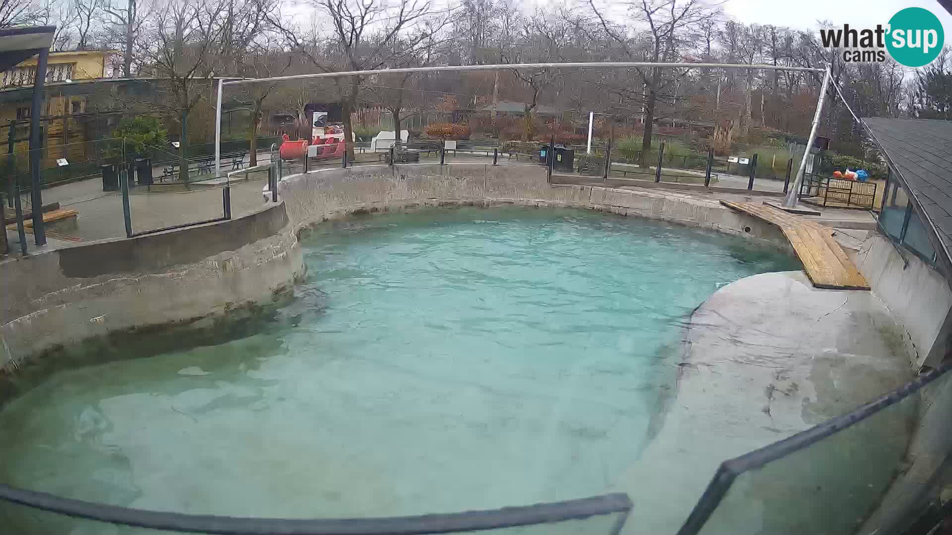 Zoo Zagreb –  León marino de California
