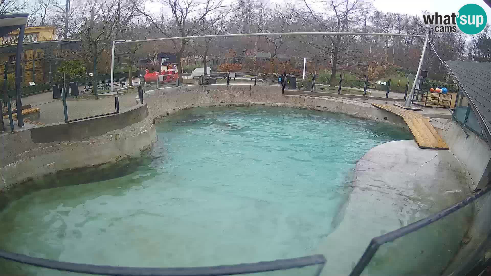 Zoo Zagreb – Kalifornijski morski lav