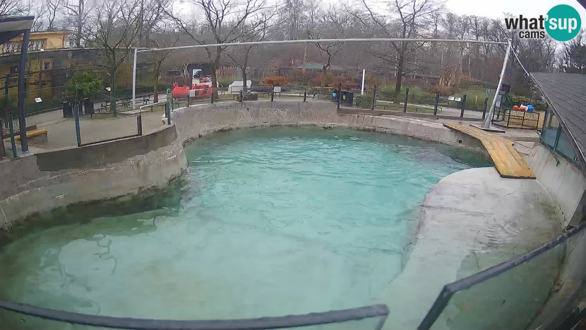 Zoo Zagreb – Kalifornijski morski lav