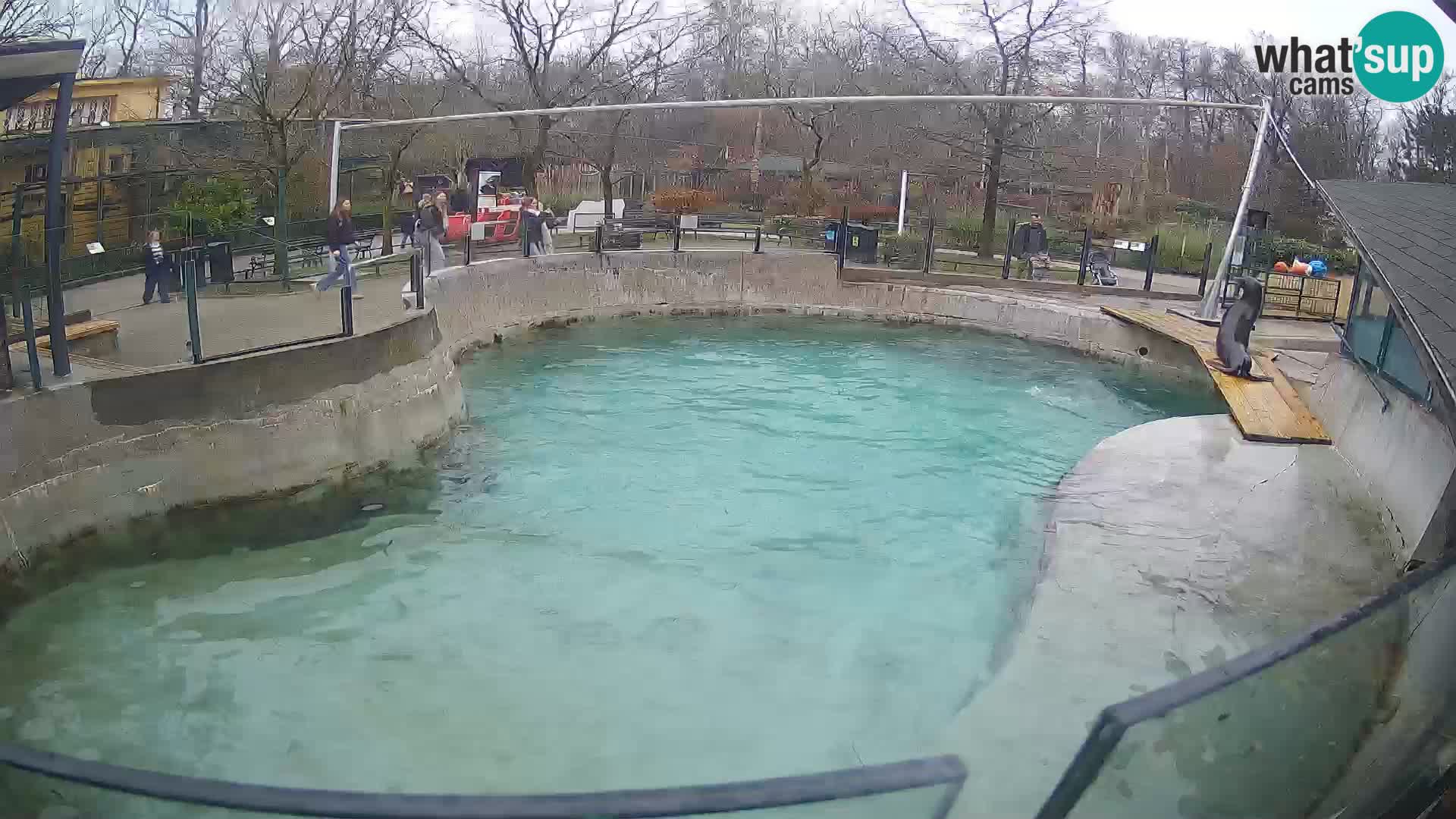 Zoo Zagreb – Kalifornijski morski lav