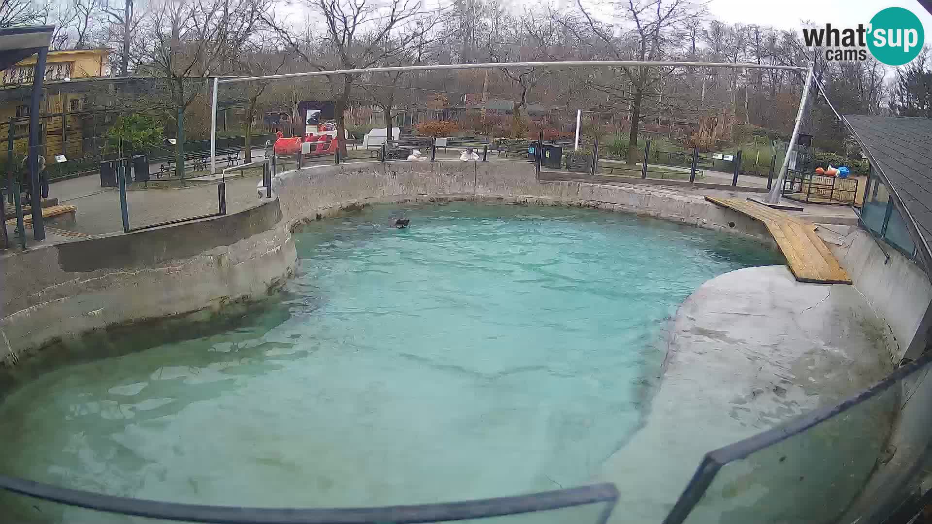 Zoo Zagreb – Kalifornijski morski lav