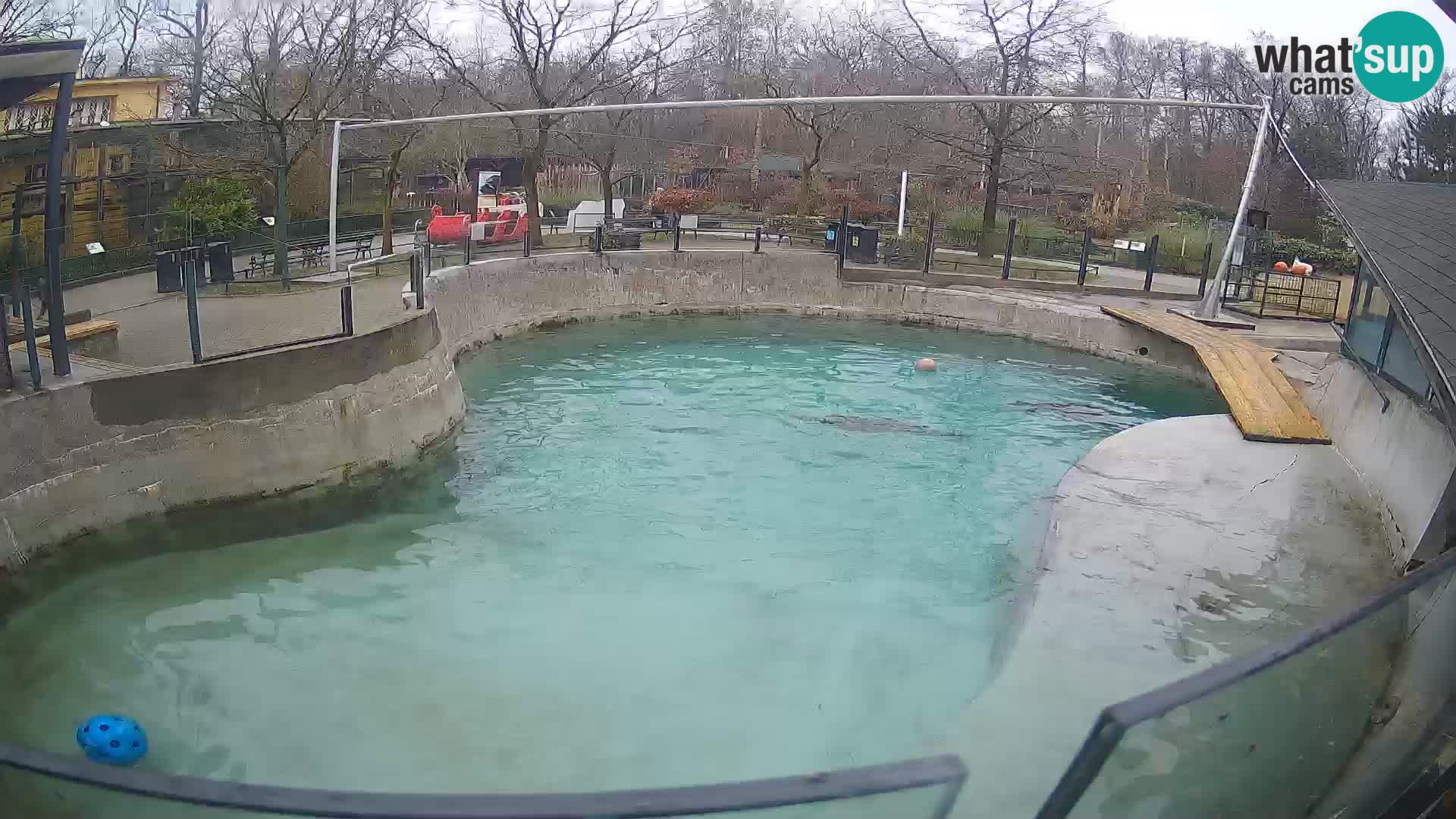 Zoo Zagreb –  León marino de California
