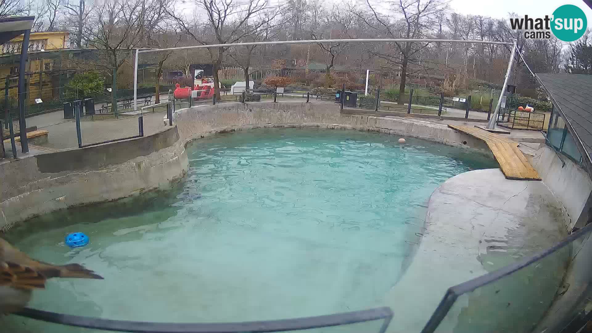 Zoo Zagreb –  León marino de California