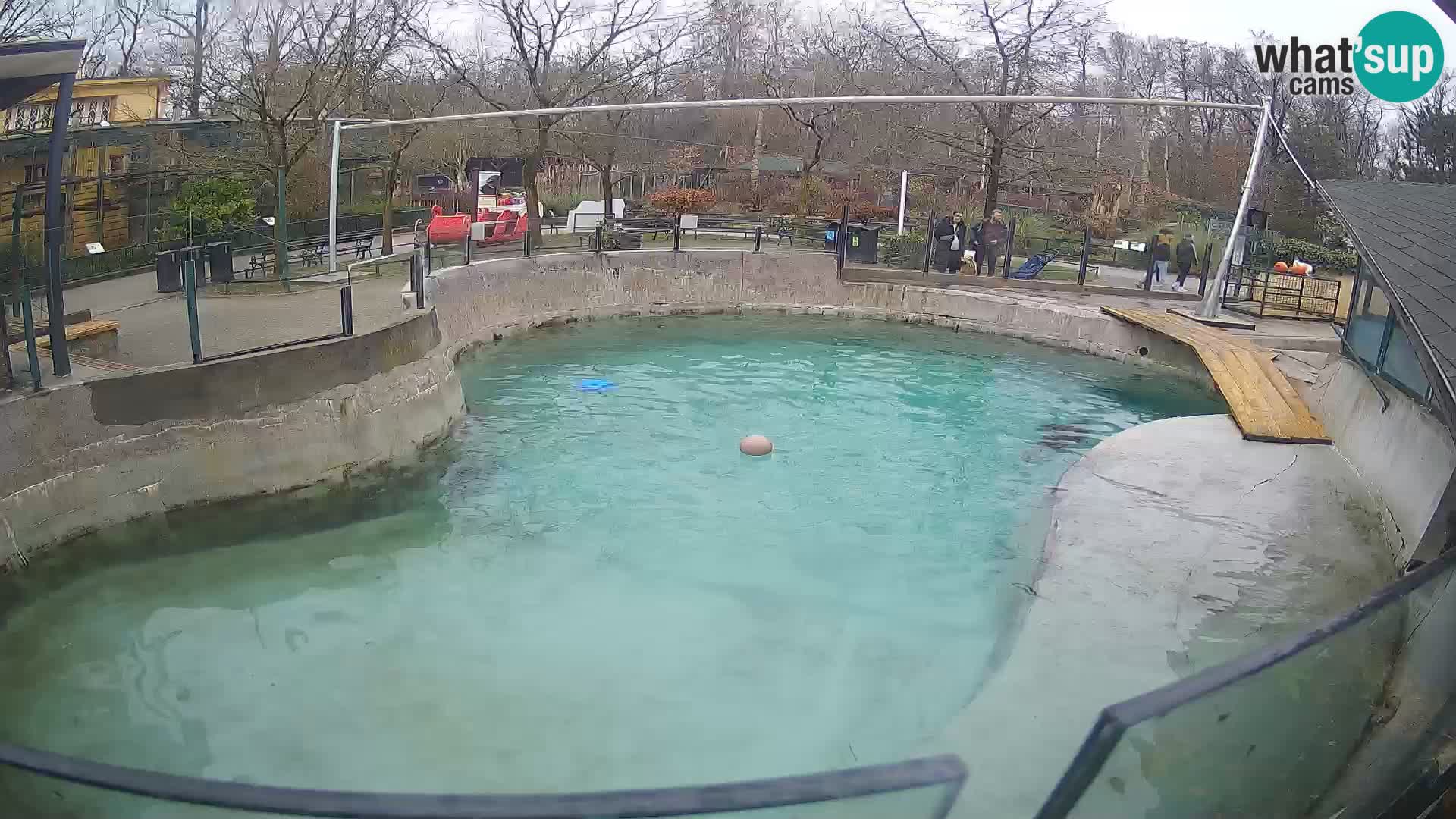 Zoo Zagreb – Kalifornijski morski lev