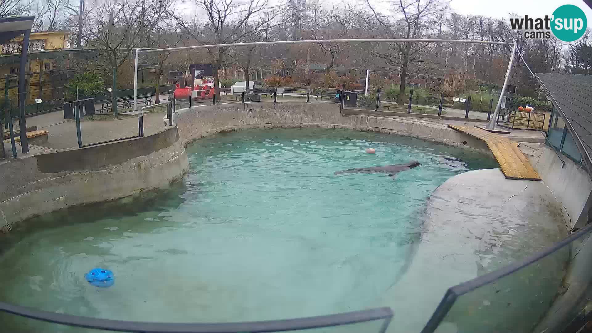 Zoo Zagreb – Kalifornijski morski lav