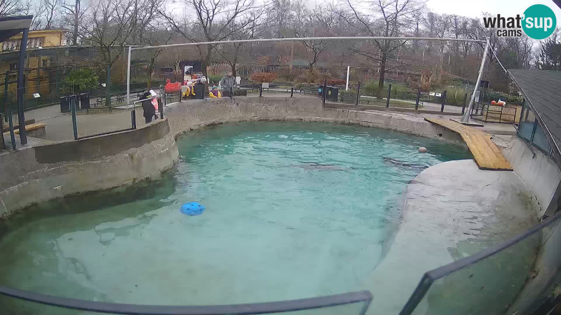 Zoo Zagreb – Kalifornijski morski lav