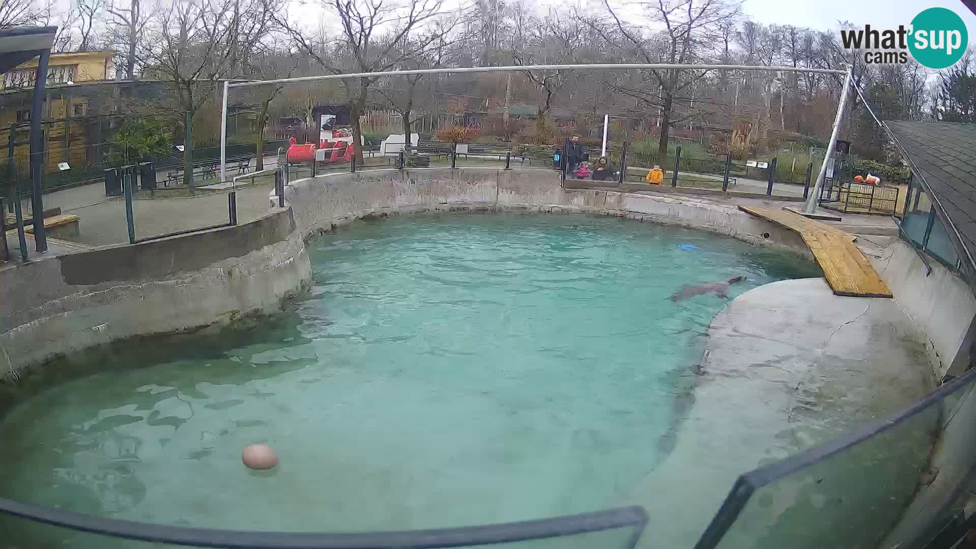 Zoo Zagreb – Kalifornijski morski lav