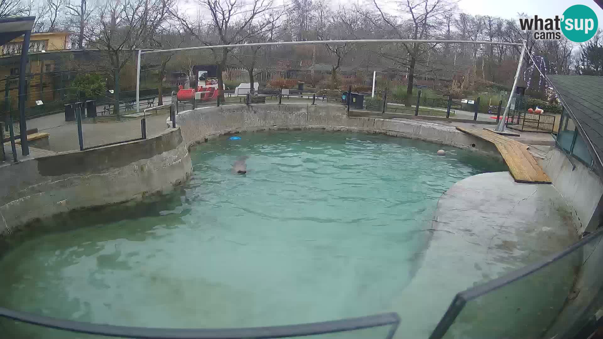 Zoo Zagreb – Otarie de Californie