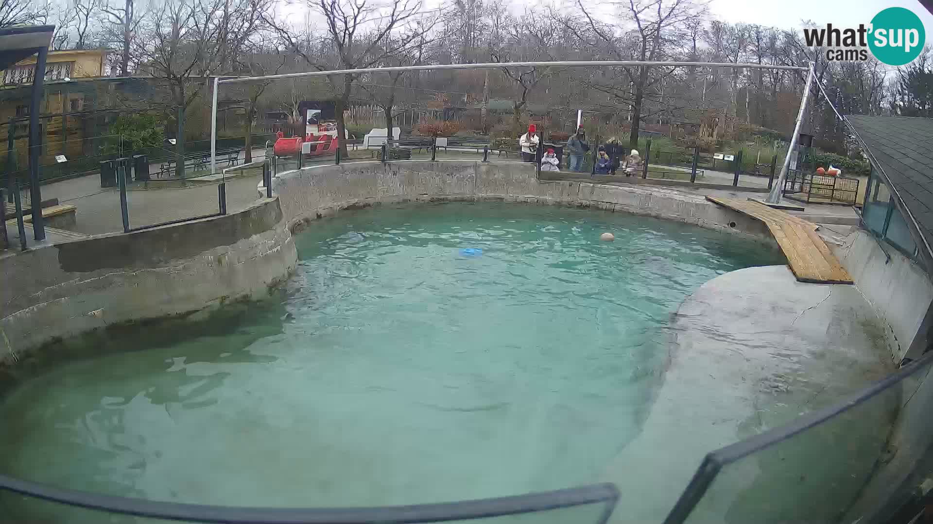 Zoo Zagreb – Otarie de Californie