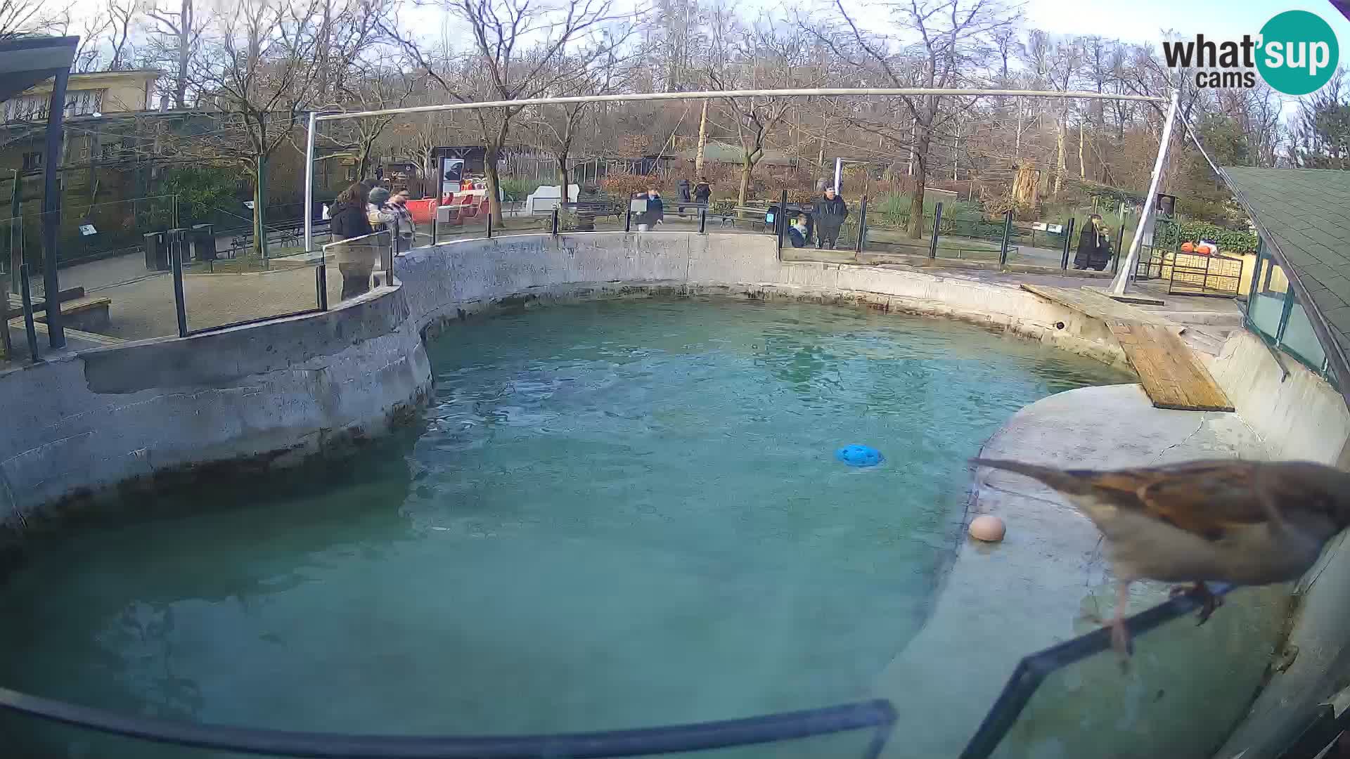 Zoo Zagreb – Kalifornijski morski lav