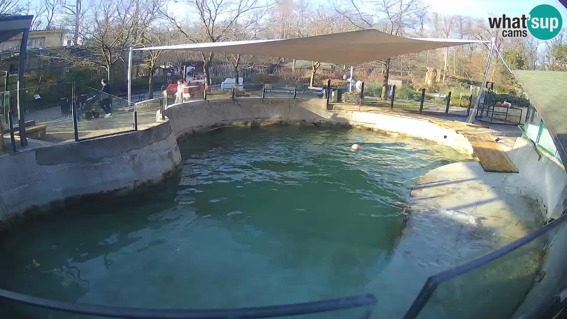 Zoo Zagreb – Kalifornijski morski lav