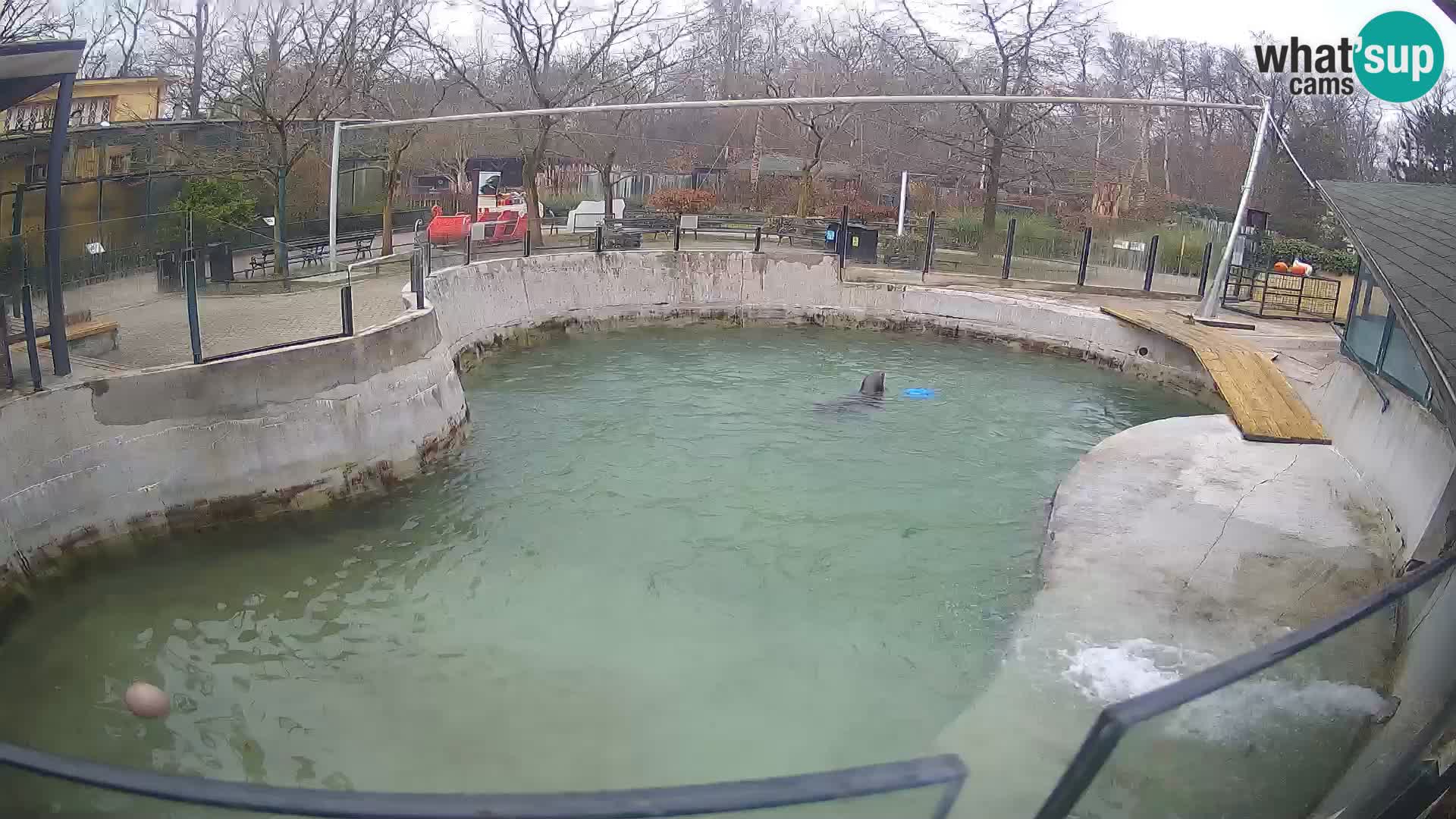 Zoo Zagreb –  León marino de California