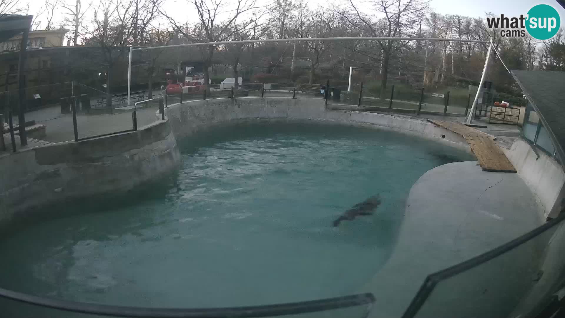 Zoo Zagreb – Otarie de Californie