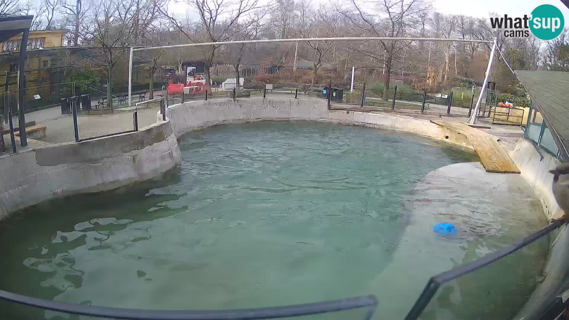 Zoo Zagreb – Otarie de Californie