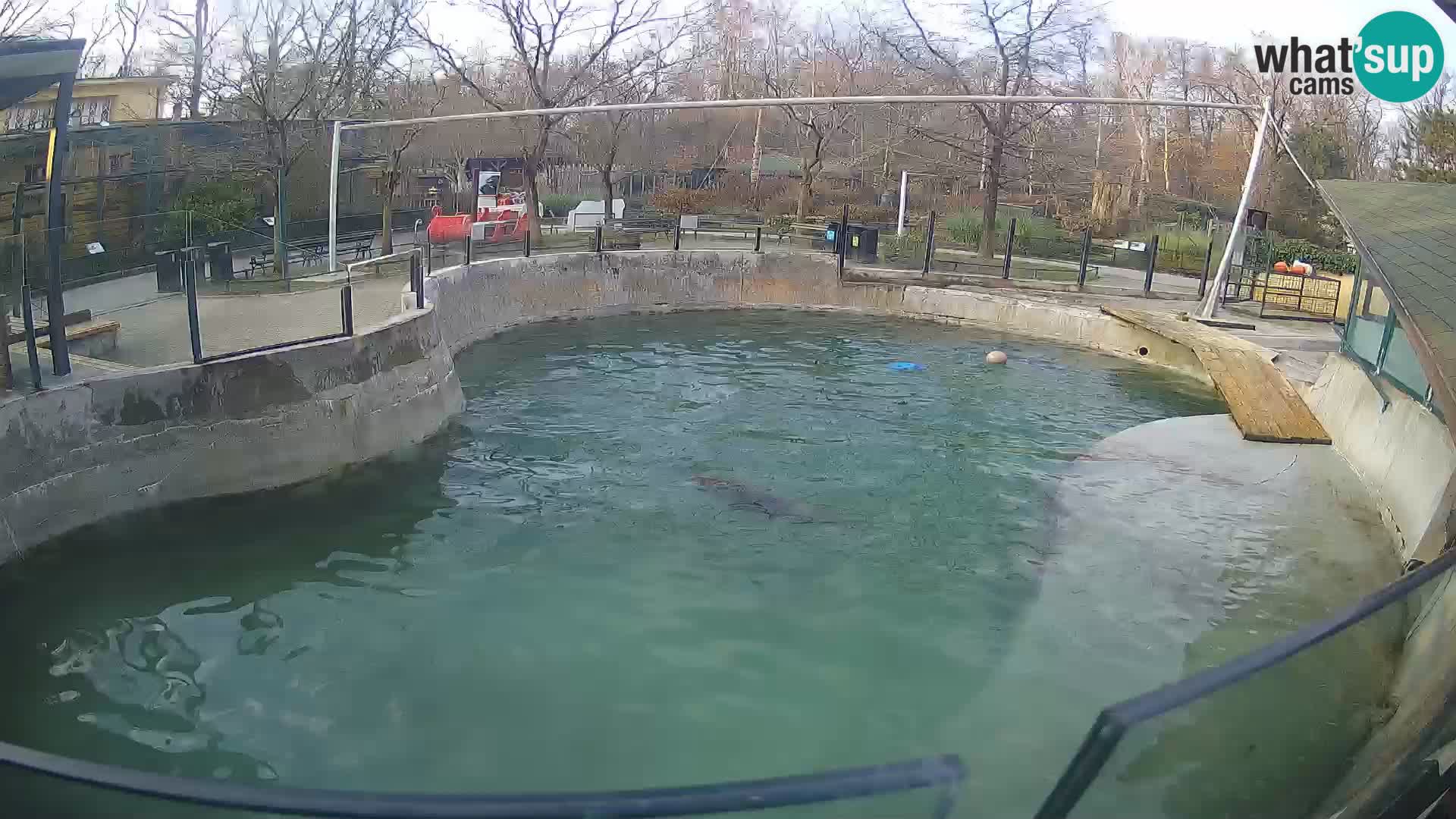 Zoo Zagreb – Kalifornijski morski lav