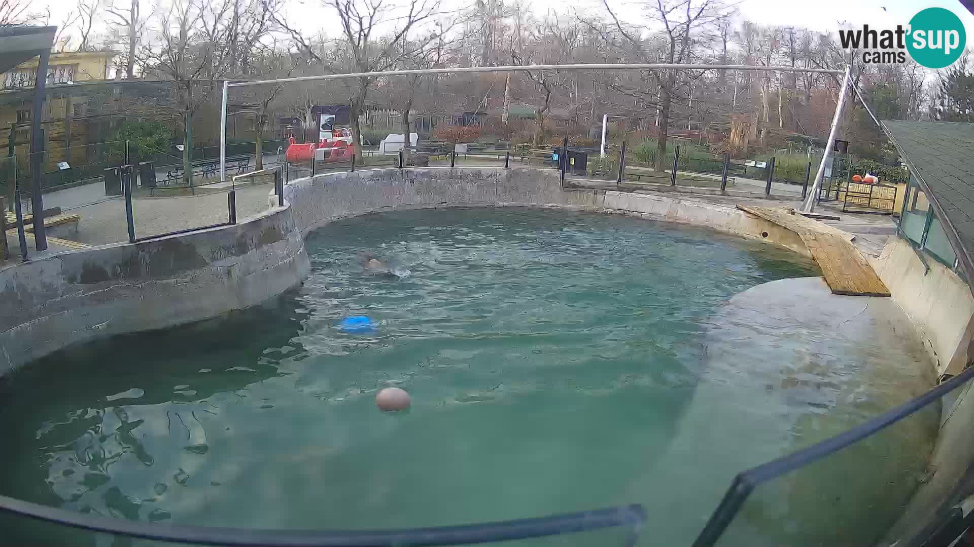 Zoo Zagreb – Otarie de Californie