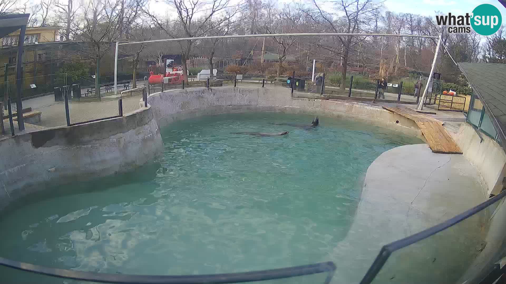 Zoo Zagreb – Otarie de Californie