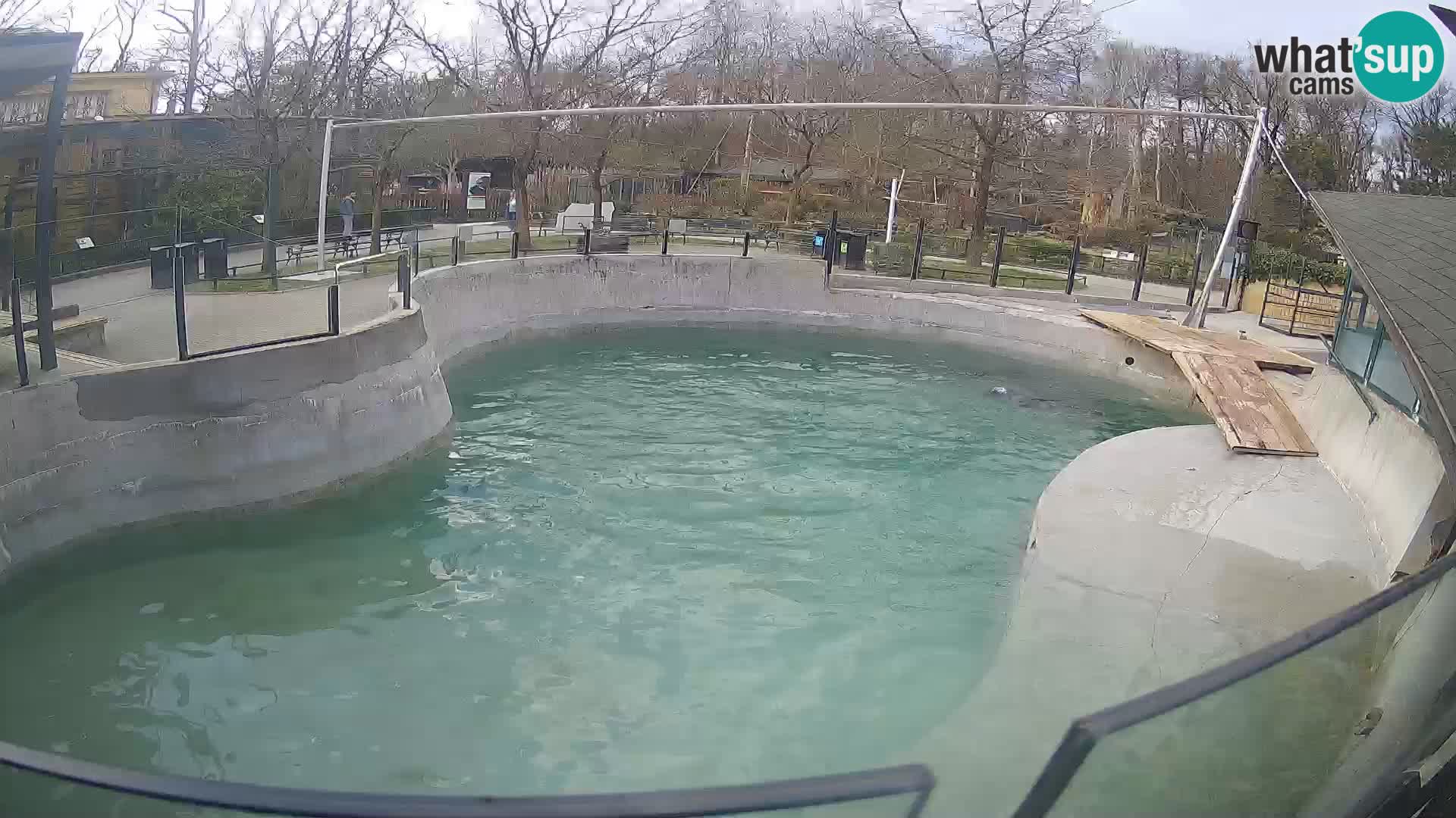 Zoo Zagreb – Kalifornijski morski lav