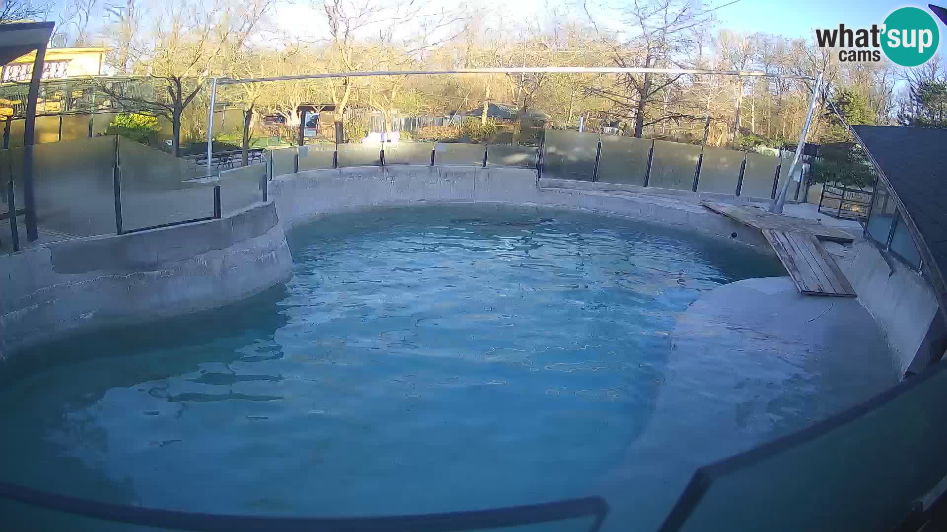 Zoo Zagreb – Kalifornijski morski lev