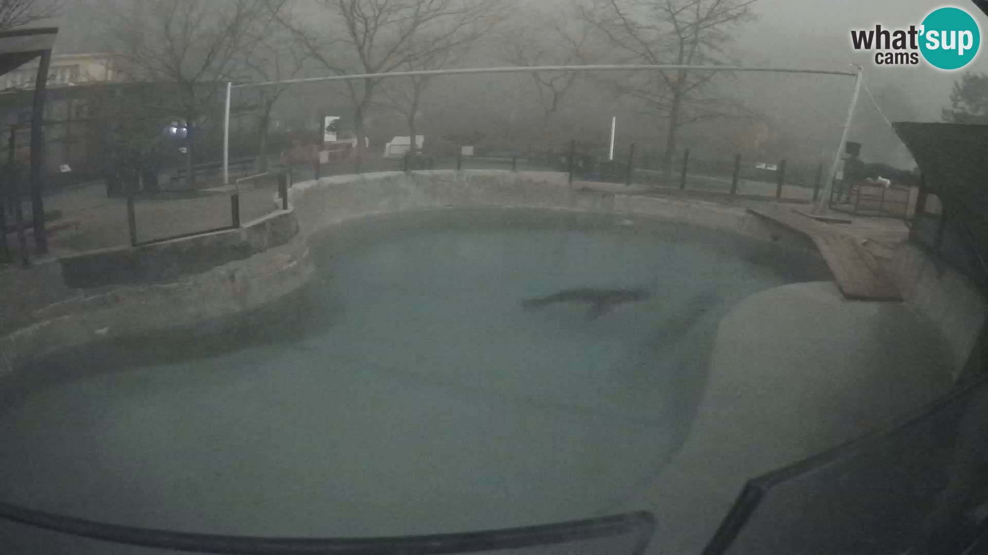 Zoo Zagreb – Kalifornijski morski lav