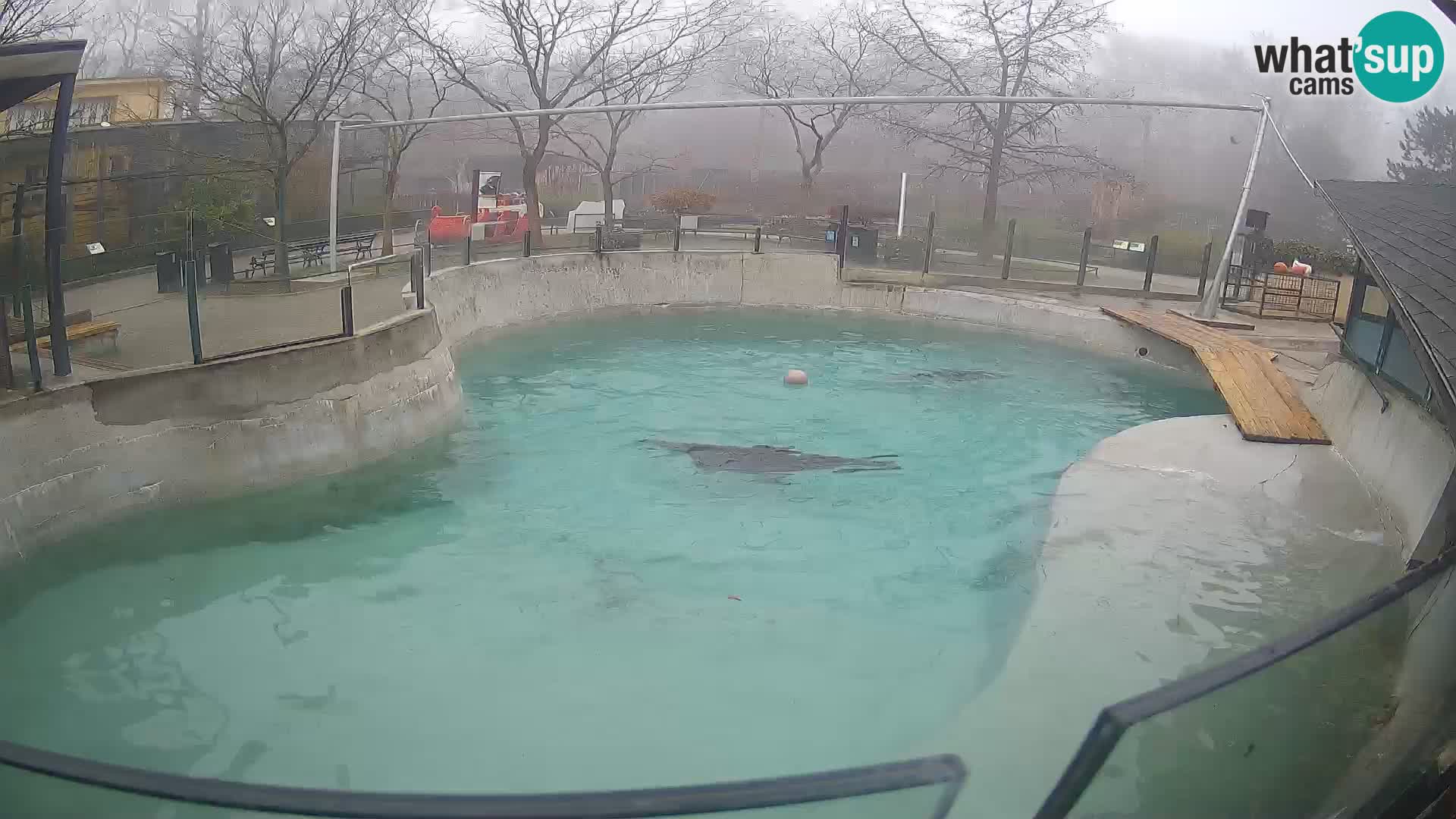 Zoo Zagreb – Kalifornijski morski lav