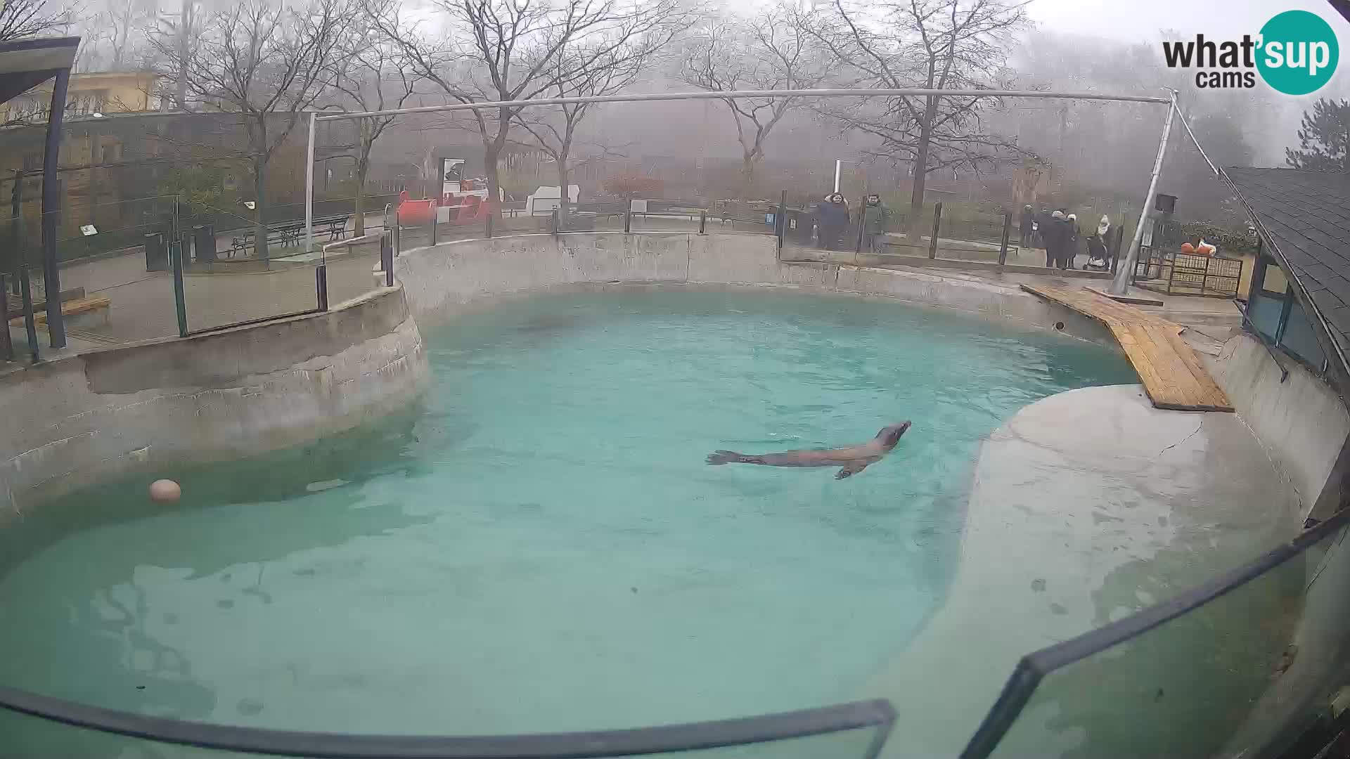 Zoo Zagreb – Kalifornijski morski lev