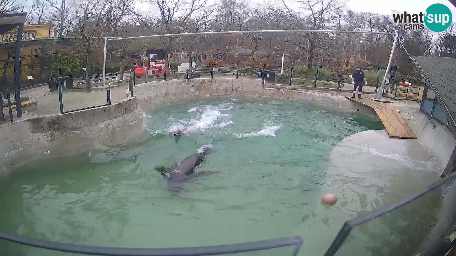 Zoo Zagreb – Kalifornijski morski lav