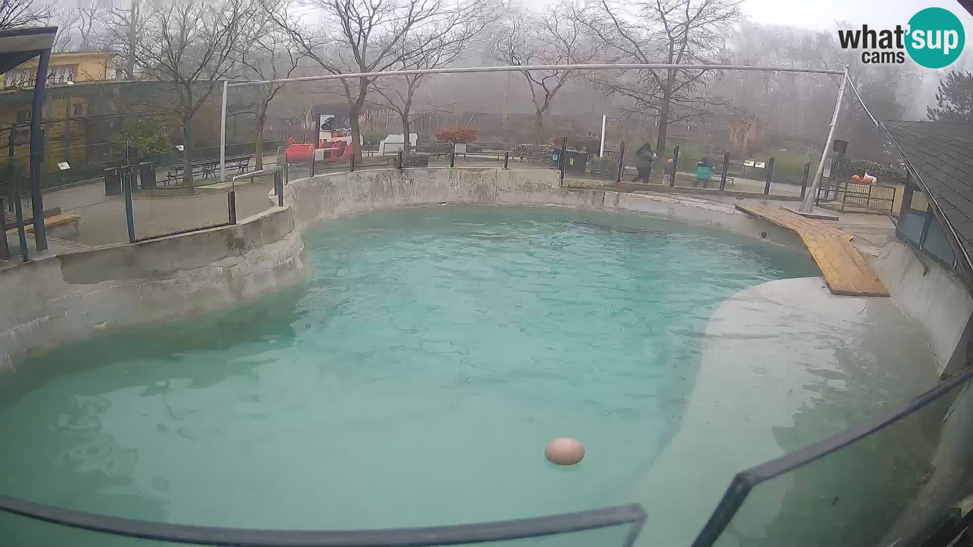 Zoo Zagreb –  León marino de California