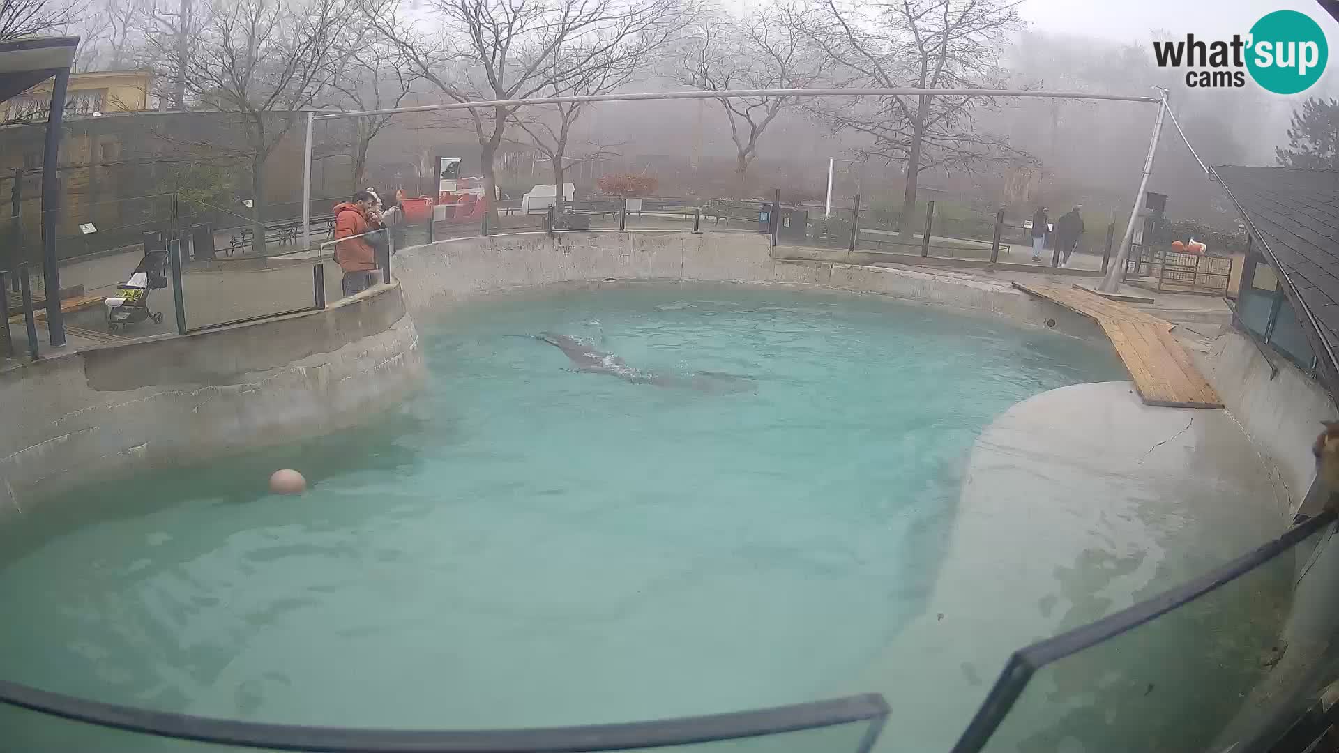 Zoo Zagreb –  León marino de California