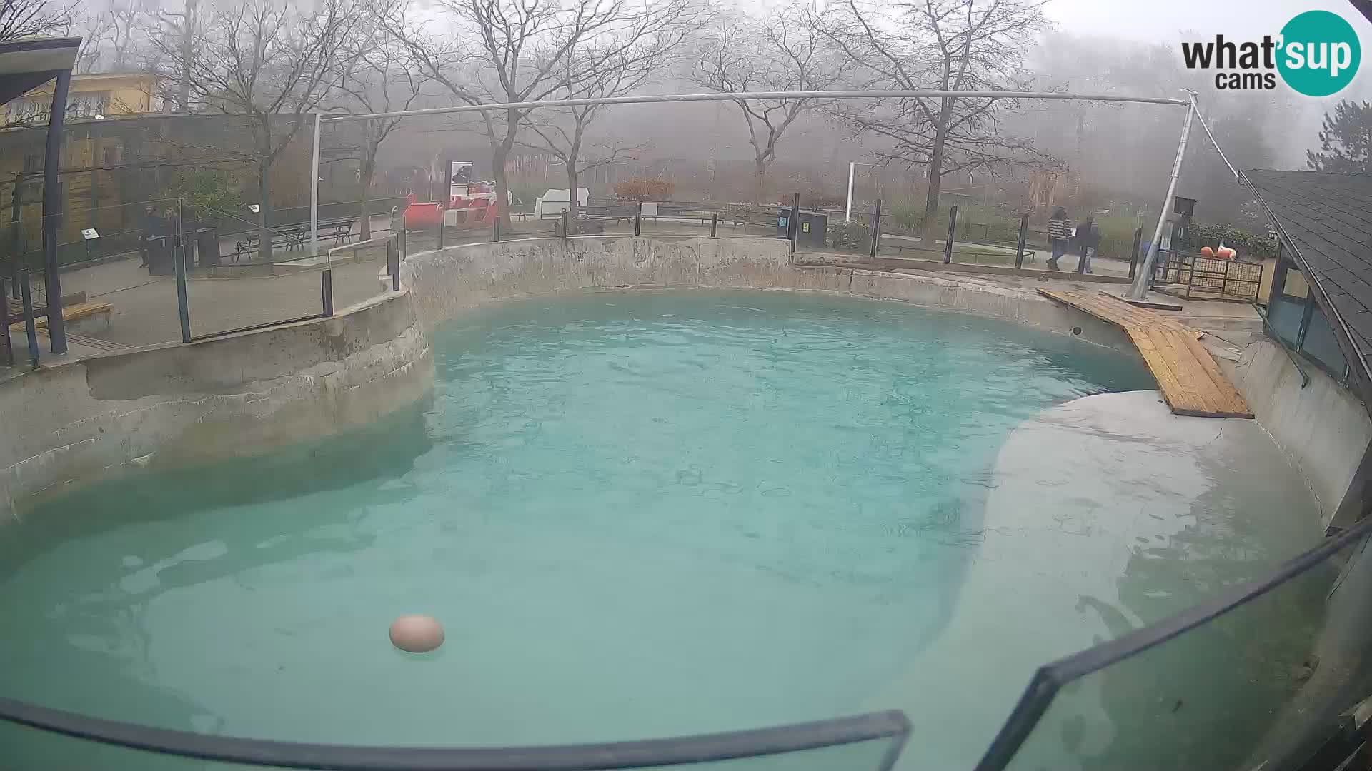 Zoo Zagreb – Kalifornijski morski lav