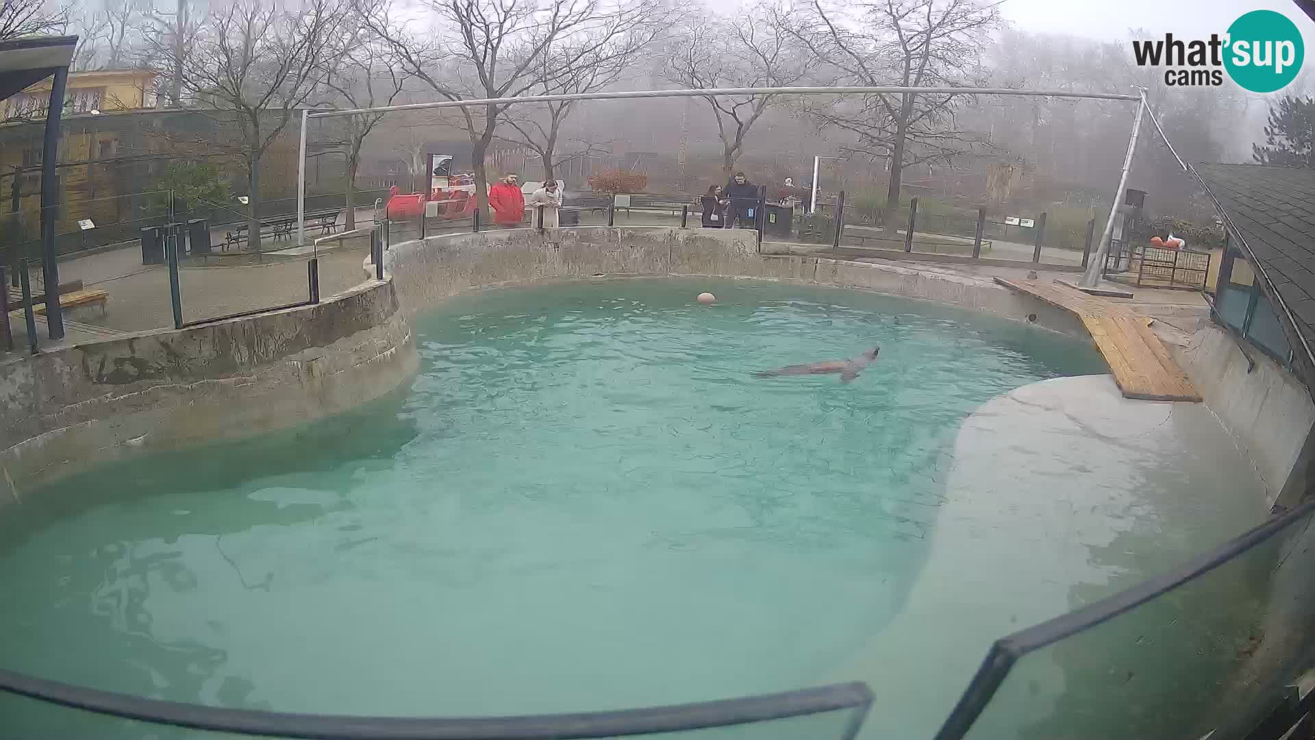 Zoo Zagreb – Kalifornijski morski lav