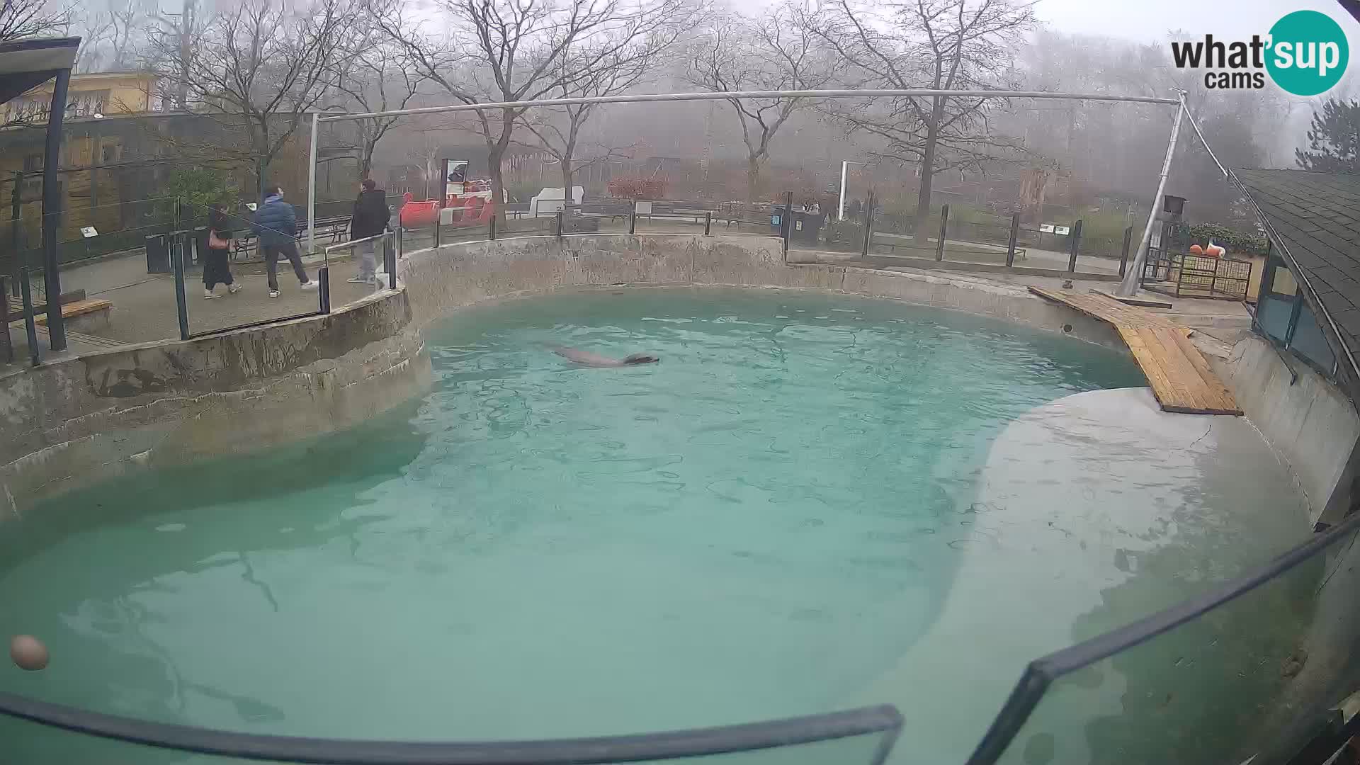 Zoo Zagreb – Otarie de Californie