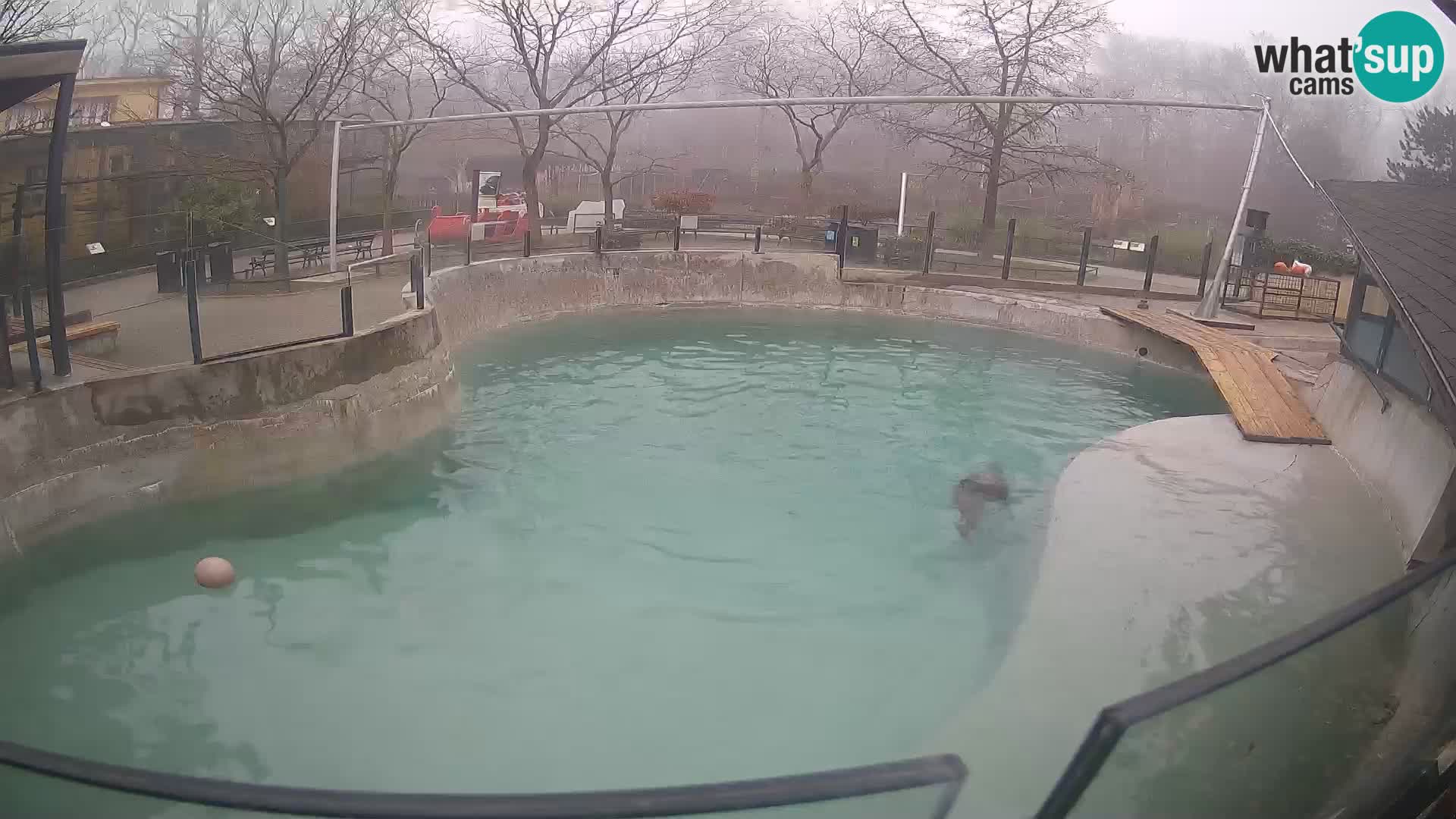 Zoo Zagreb – Otarie de Californie