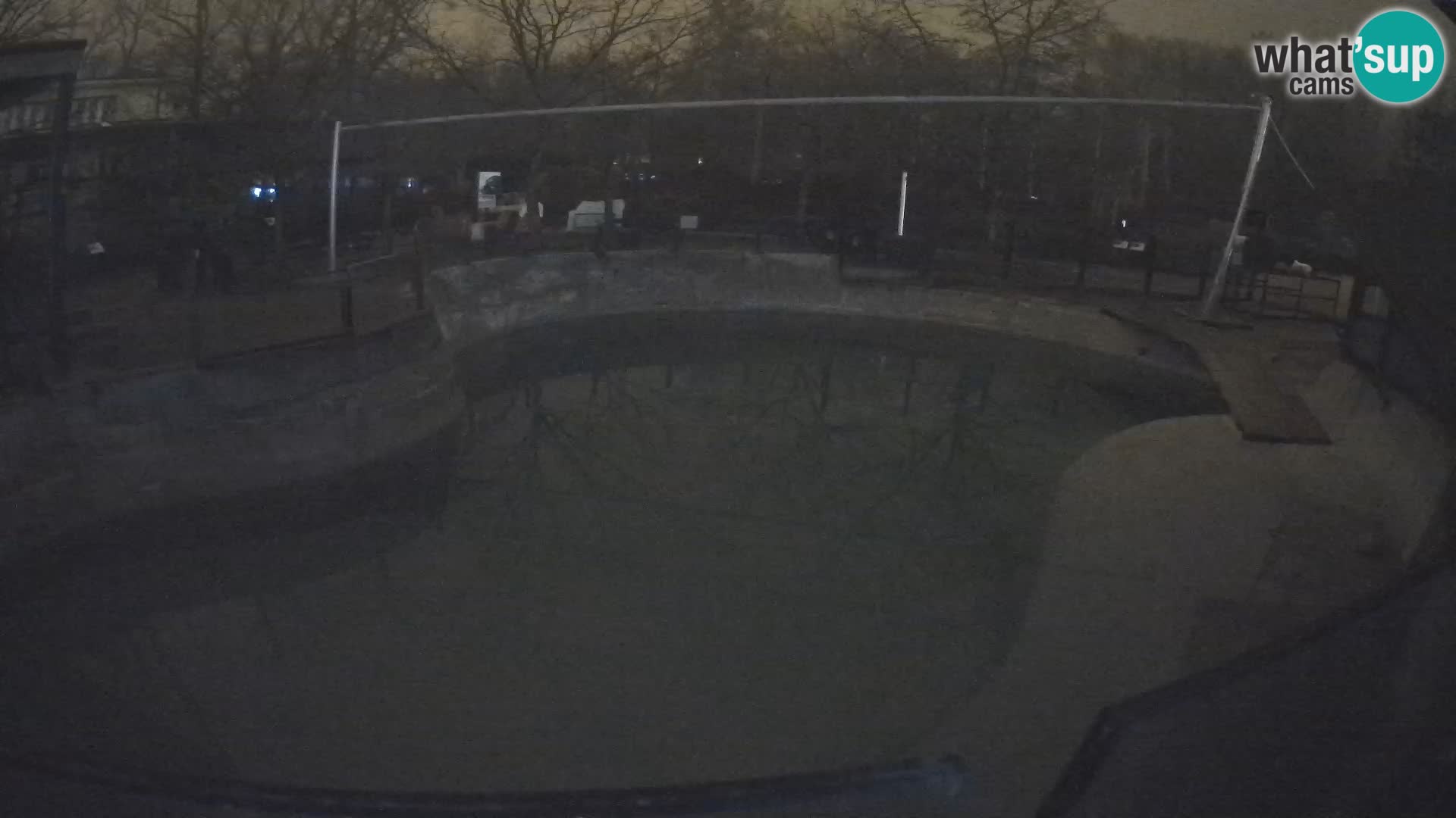 Zoo Zagreb – Kalifornischer Seelöwe