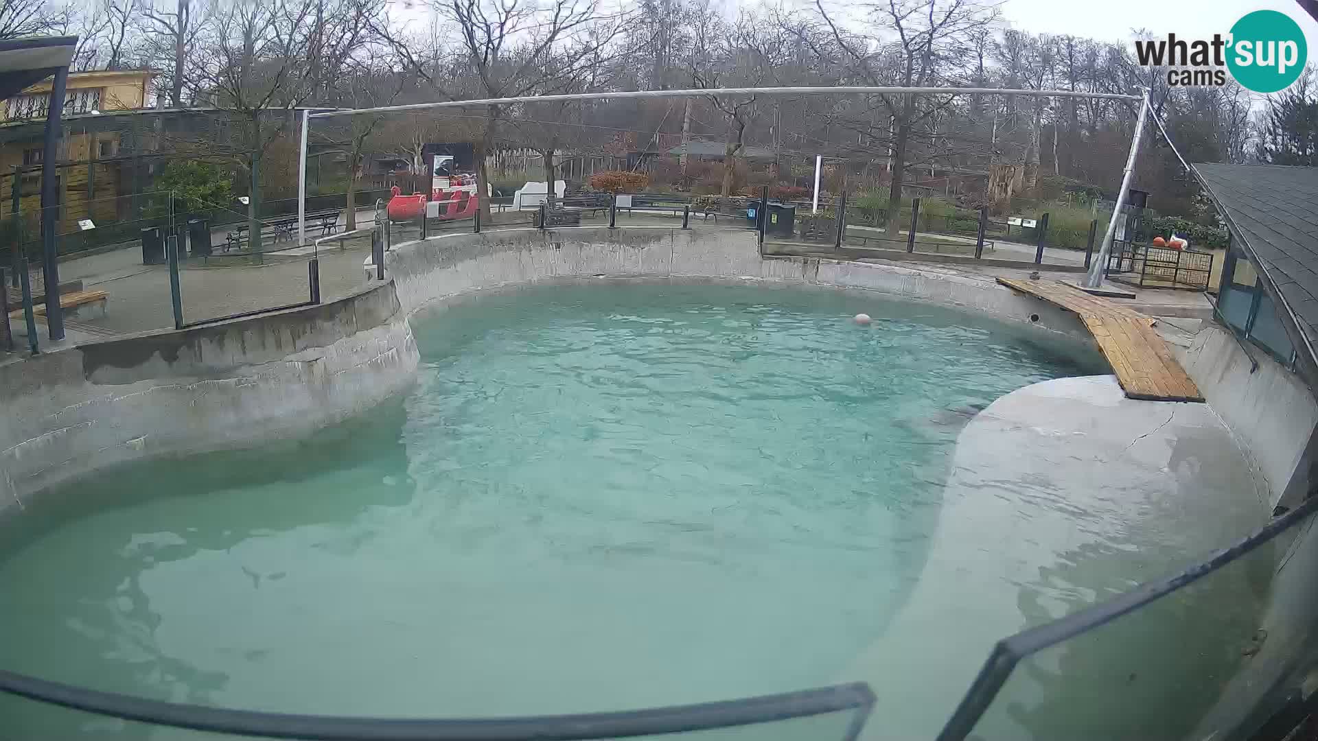 Zoo Zagreb – Kalifornischer Seelöwe