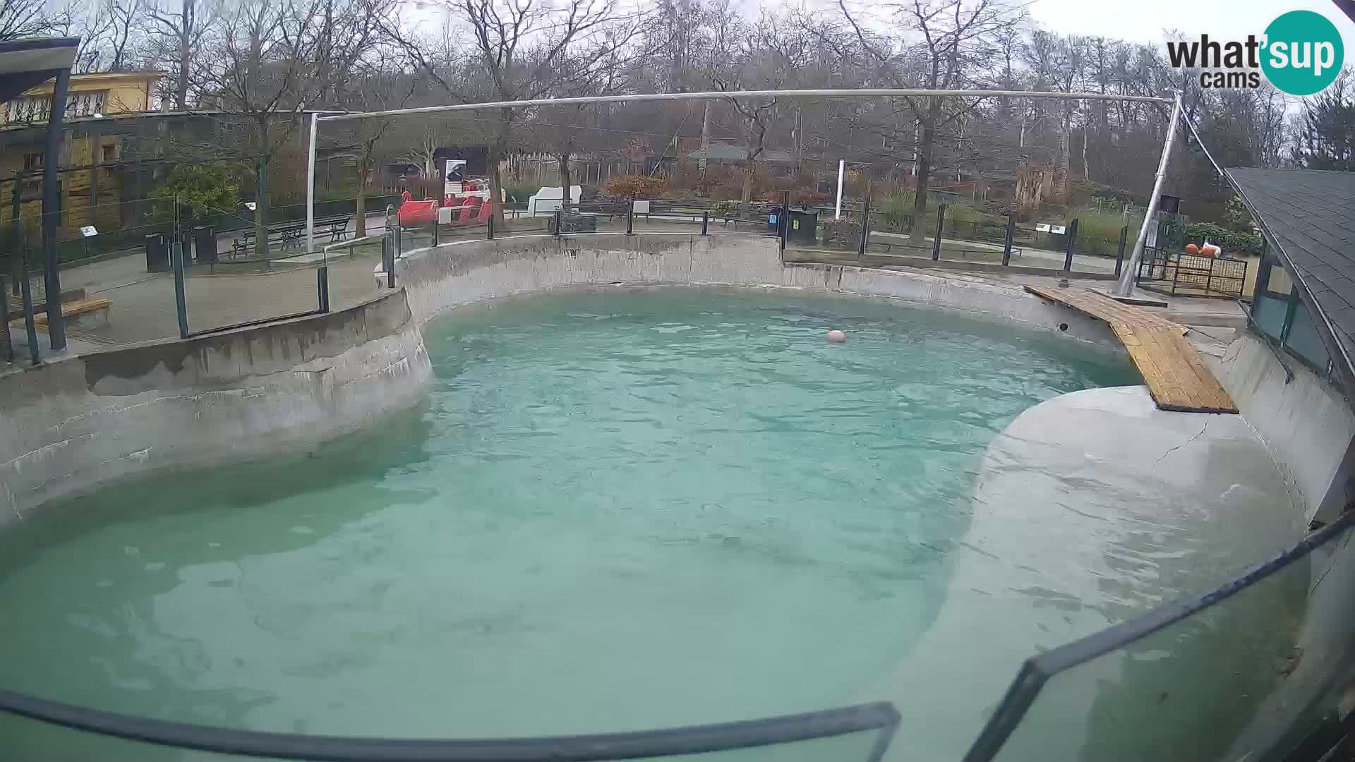 Zoo Zagreb – Kalifornijski morski lav