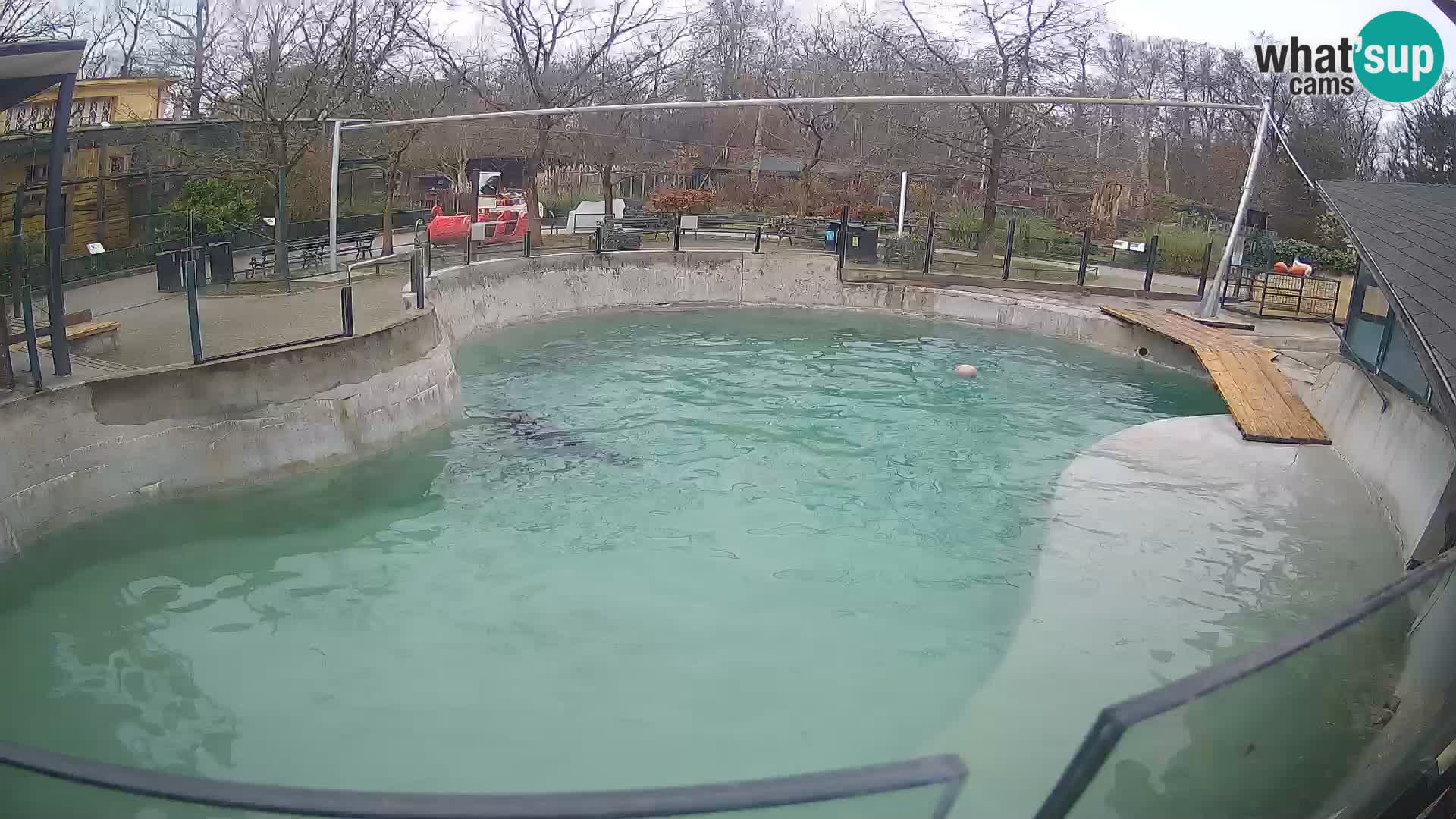 Zoo Zagreb – Kalifornijski morski lav