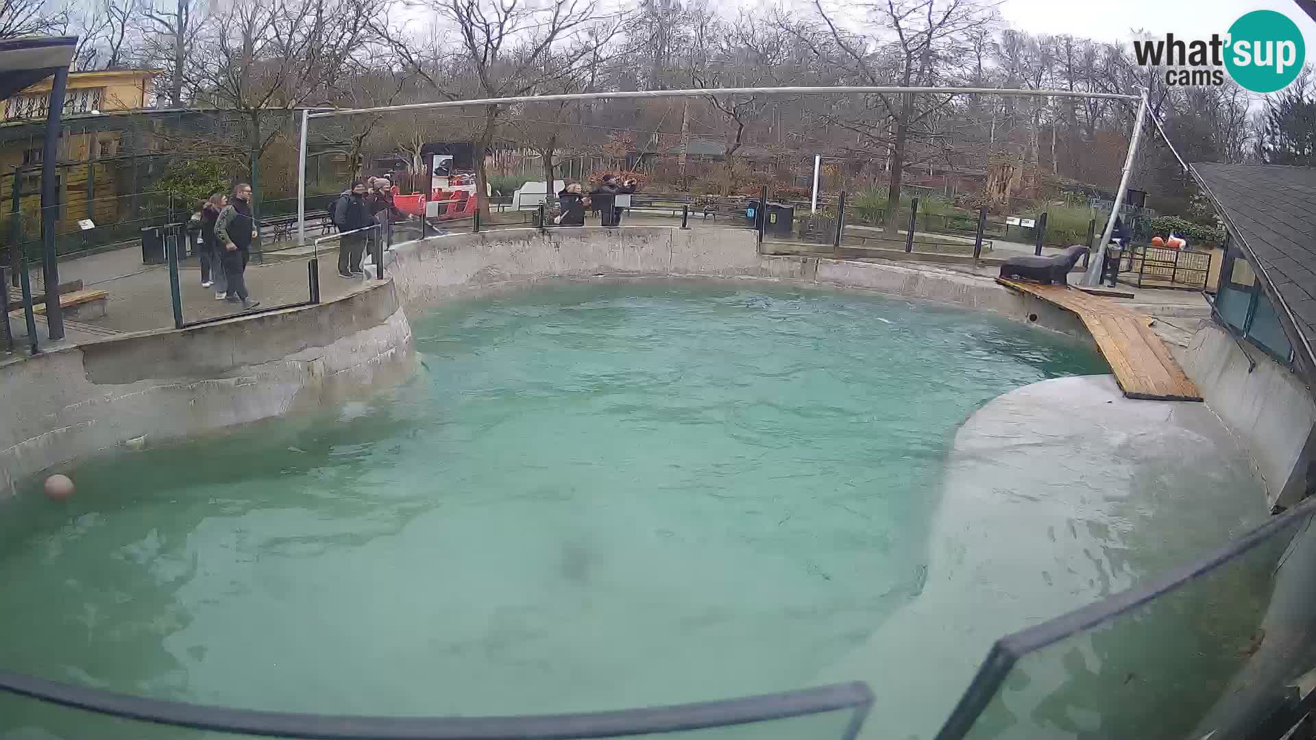 Zoo Zagreb –  León marino de California