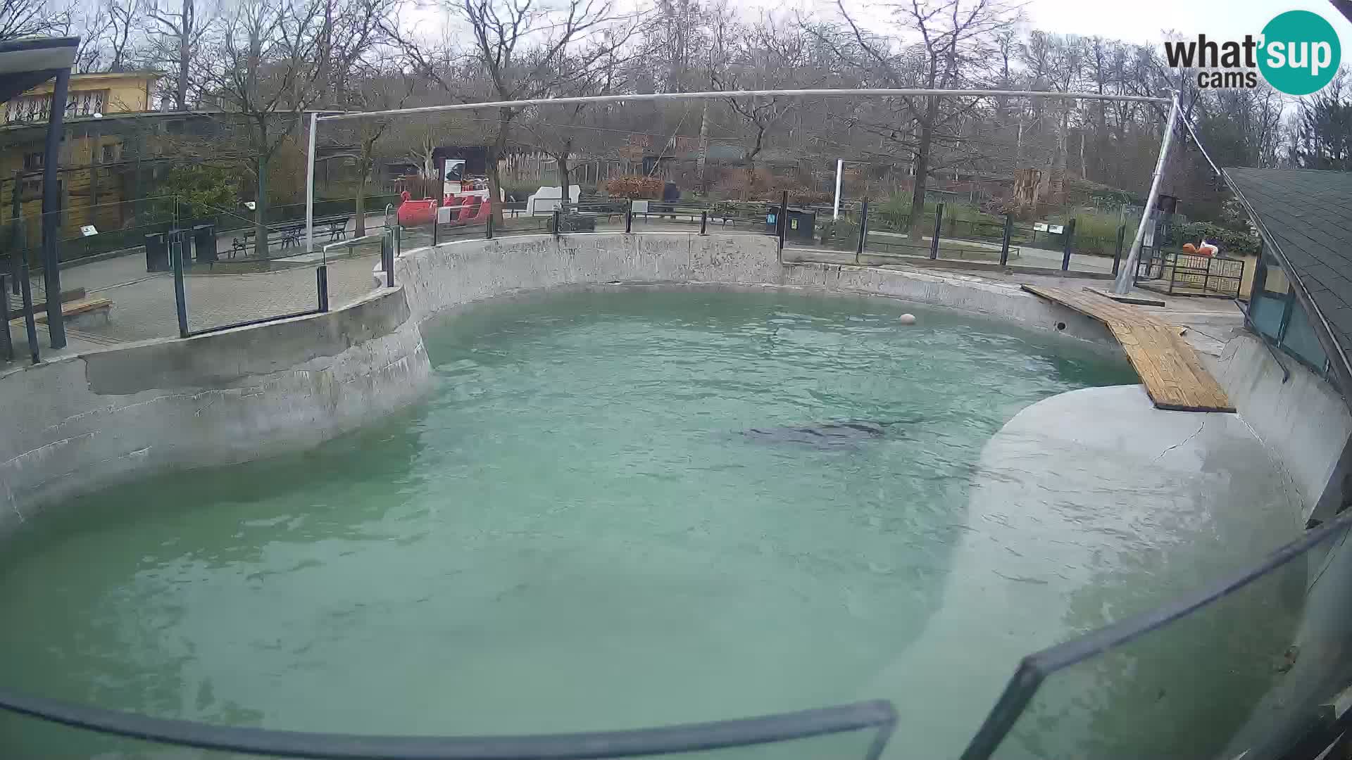 Zoo Zagreb –  León marino de California