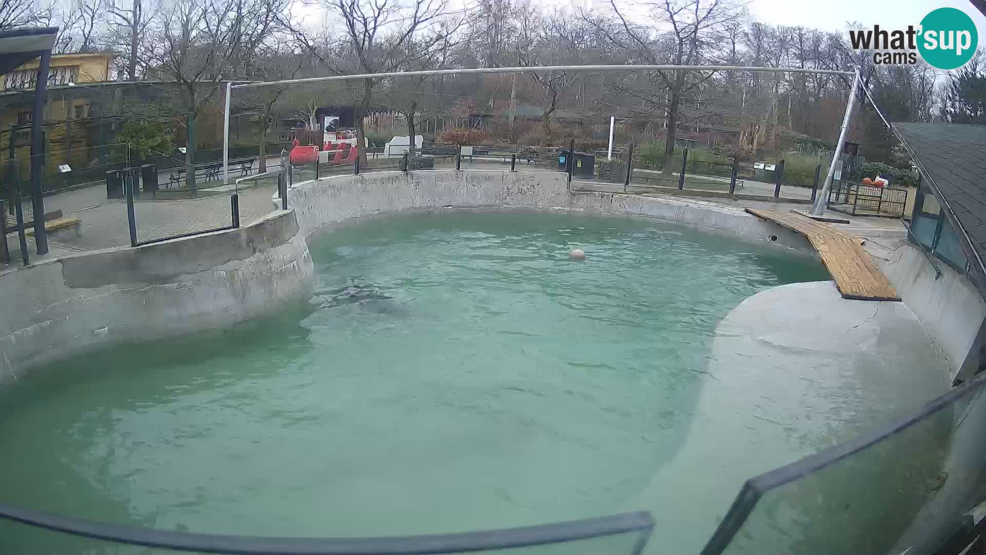 Zoo Zagreb –  León marino de California