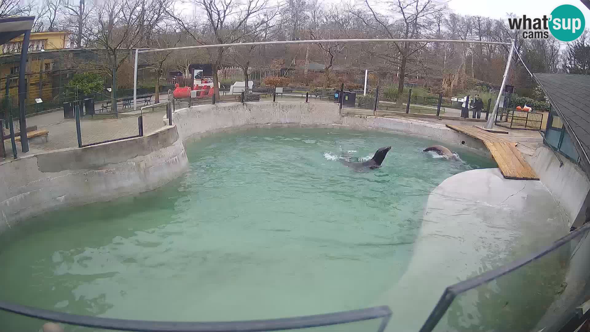 Zoo Zagreb – Kalifornijski morski lav