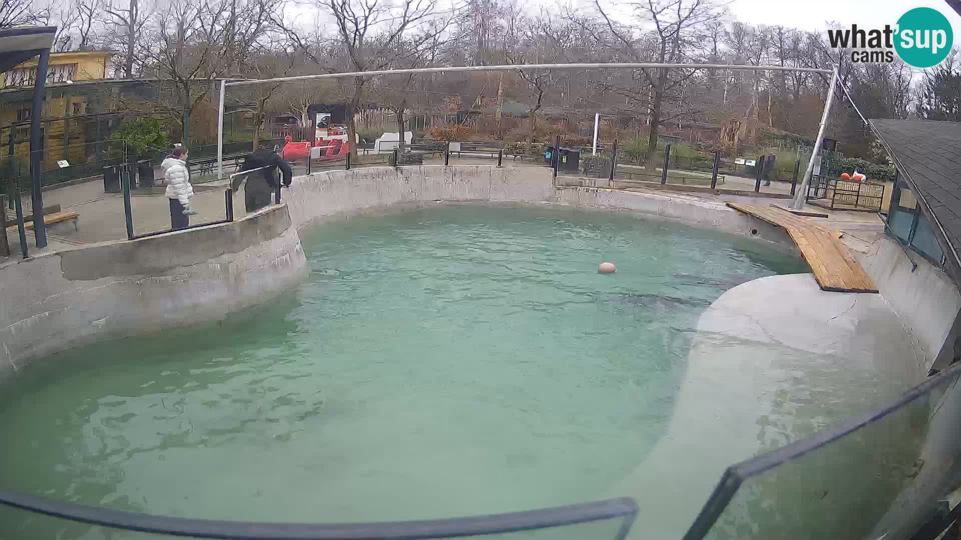 Zoo Zagreb –  León marino de California